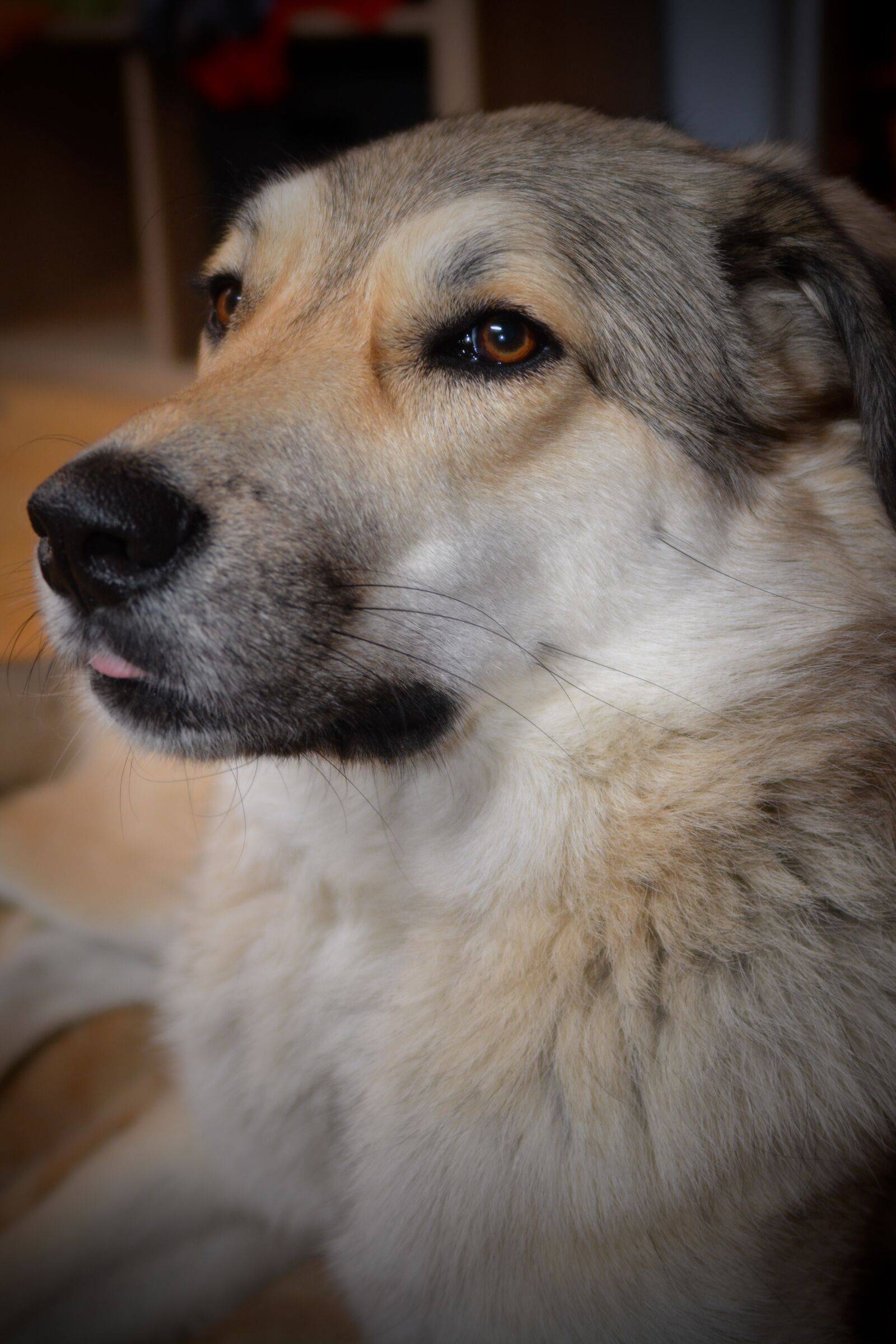Nikon D7100 sample photo. Dog, herd protection dog photography