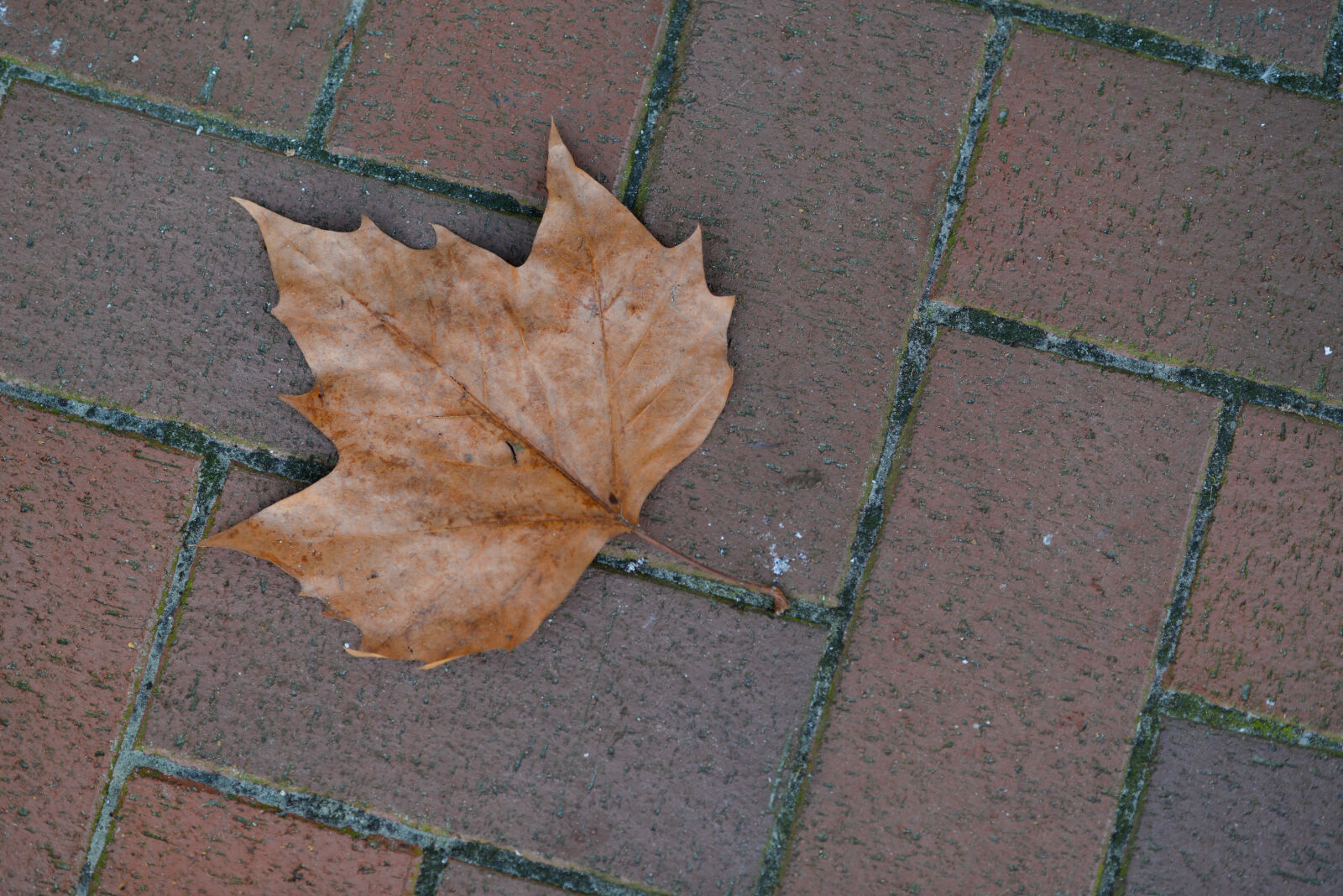 Nikon AF-S Nikkor 85mm F1.8G sample photo. Autumn, brick, fall, leaf photography
