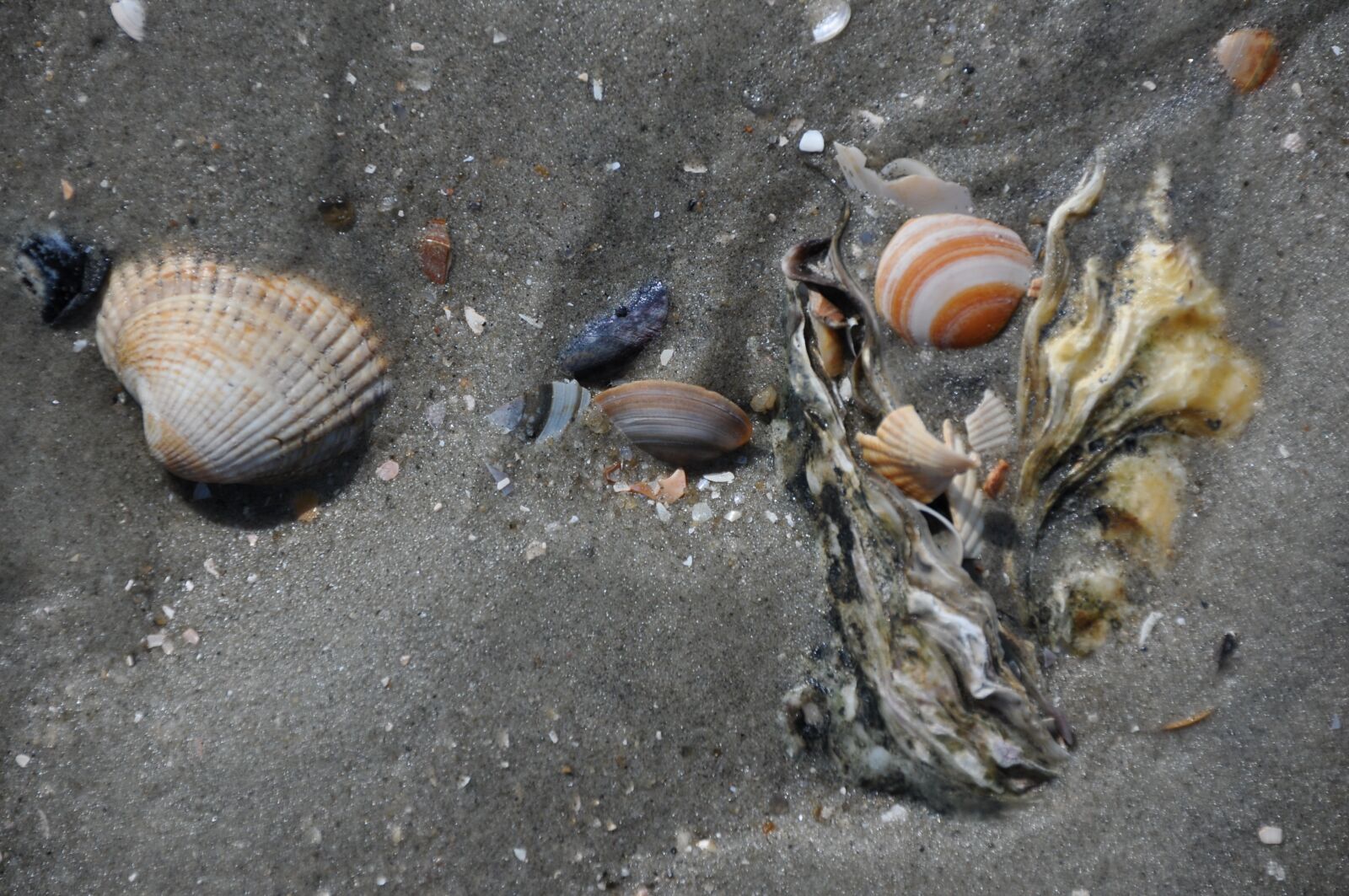 Nikon D90 sample photo. Mussels, sand, watts photography