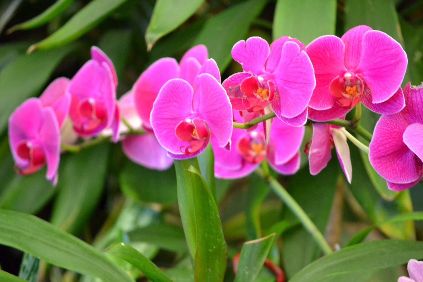 Nikon D3100 sample photo. Orchid, flower, plant photography
