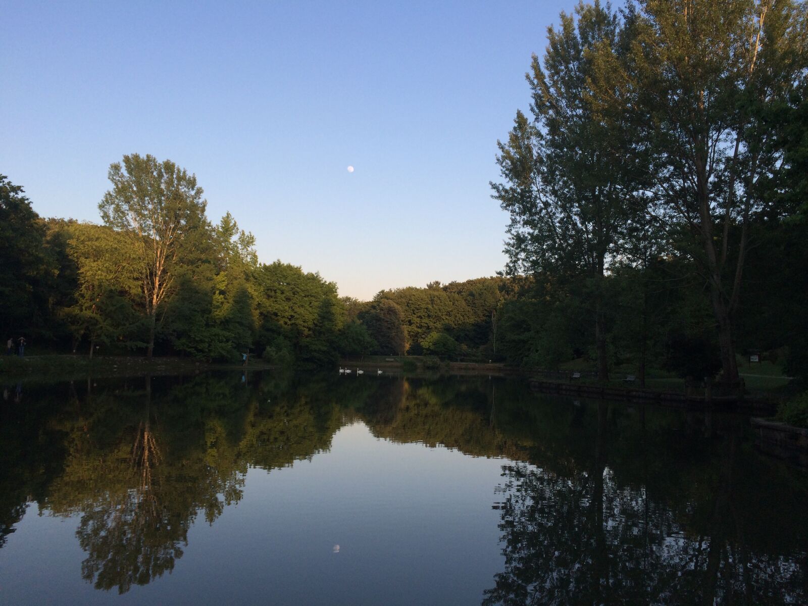 iPhone 5s back camera 4.15mm f/2.2 sample photo. Forest, lake, moon, moonlight photography