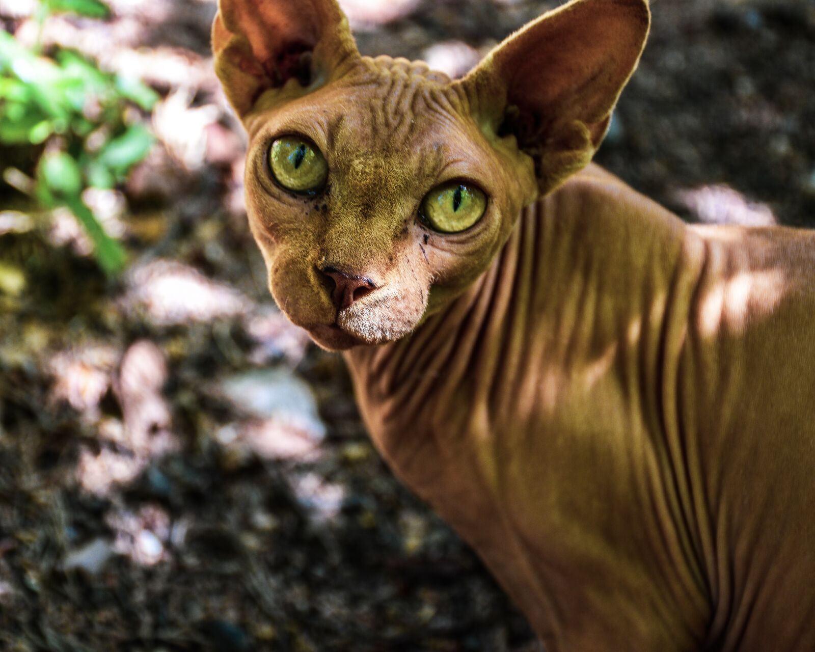 Nikon D5600 sample photo. Feline, cat, hairless photography