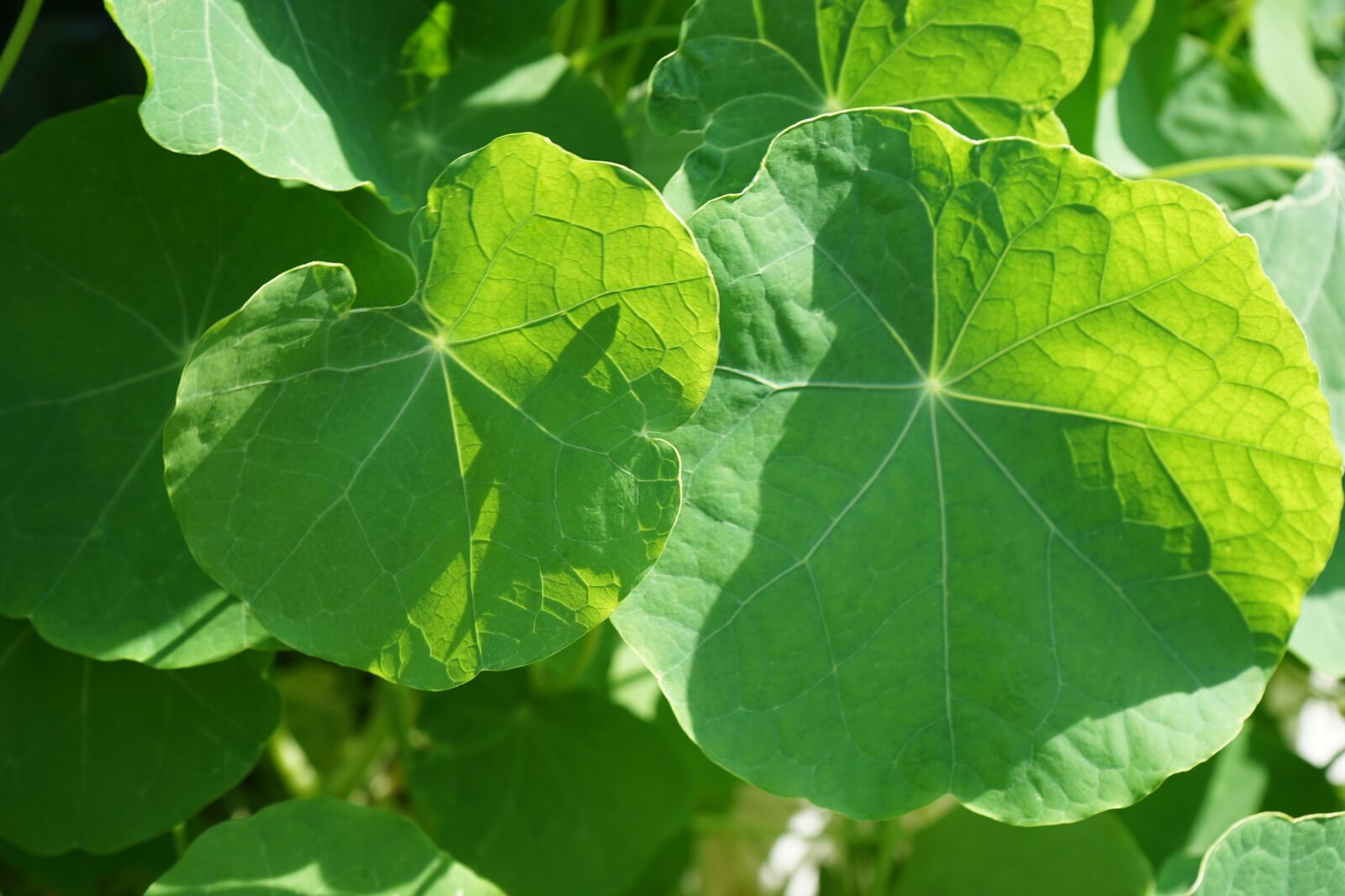 Sony a7 II + Sony FE 28-70mm F3.5-5.6 OSS sample photo. Leaf green, shadow, sunbeam photography