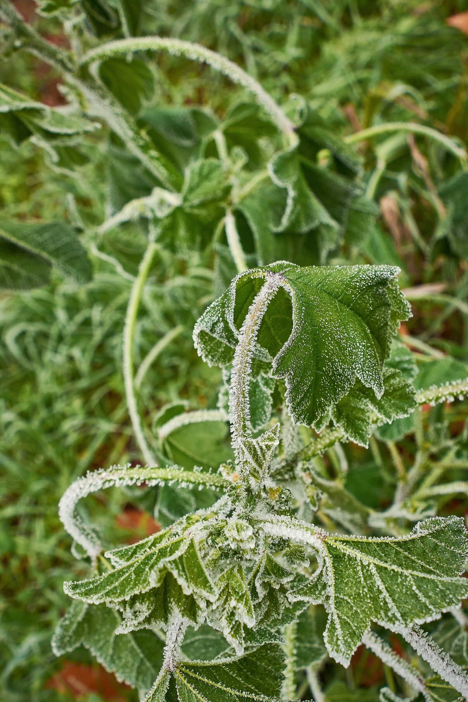 Nikon D7200 sample photo. Outbreaks, frozen, frost photography