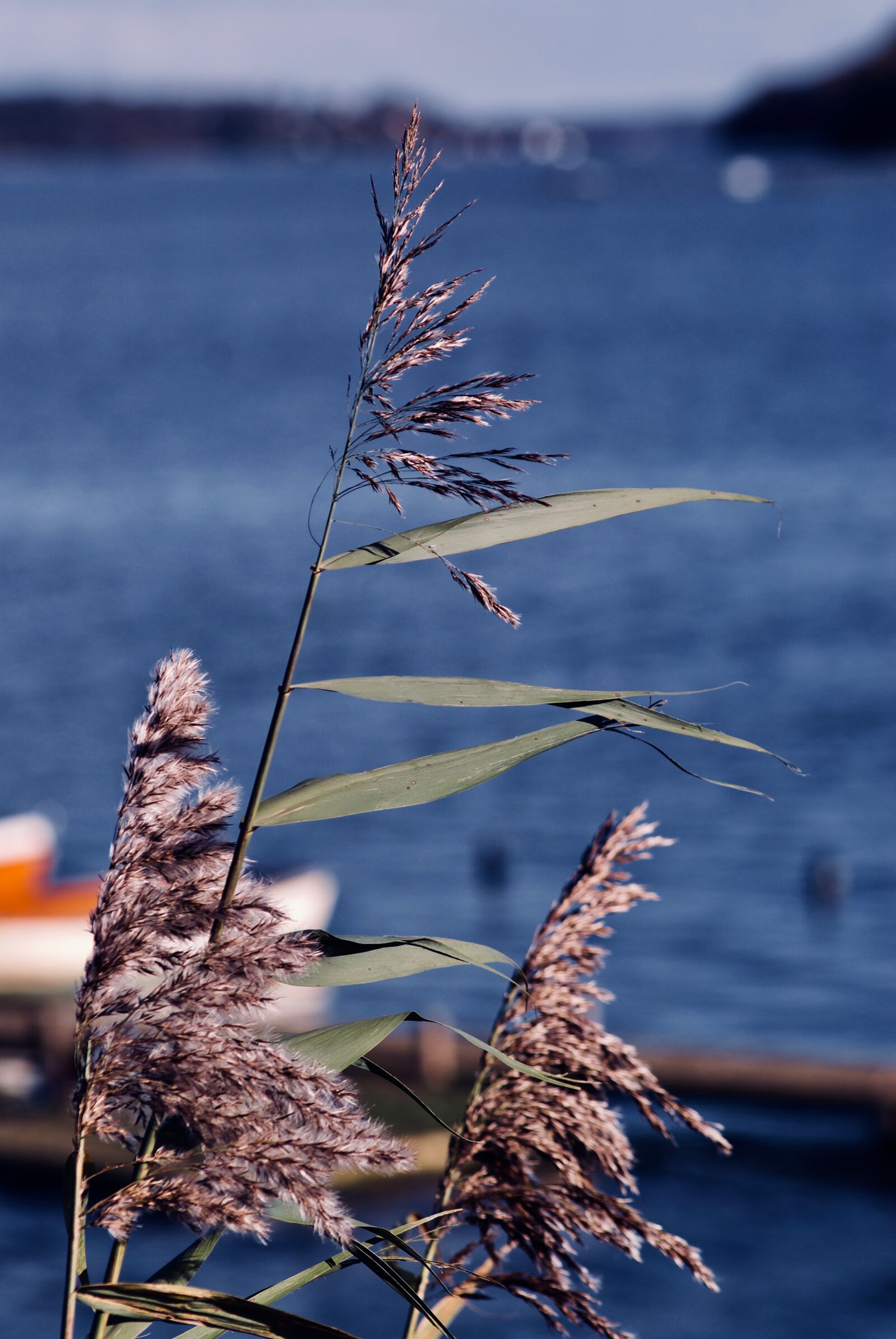 Sony Alpha DSLR-A200 sample photo. Beach, boat, corn, easter photography