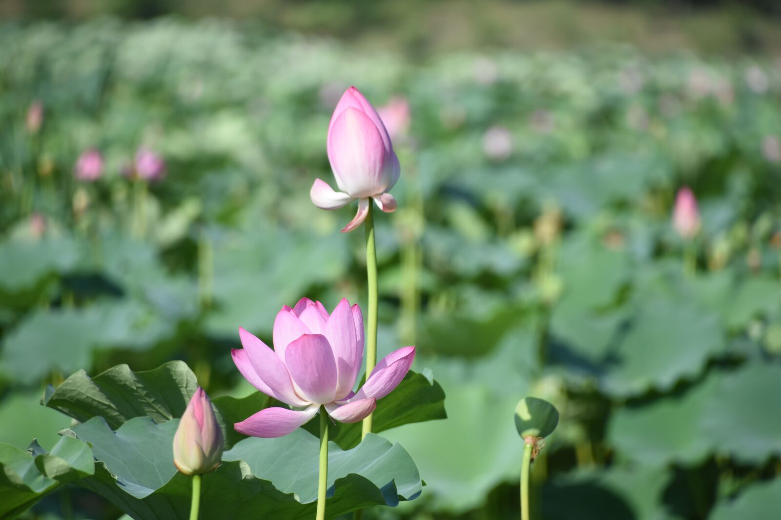 Nikon D7200 sample photo. Lotus, plant, flowers photography