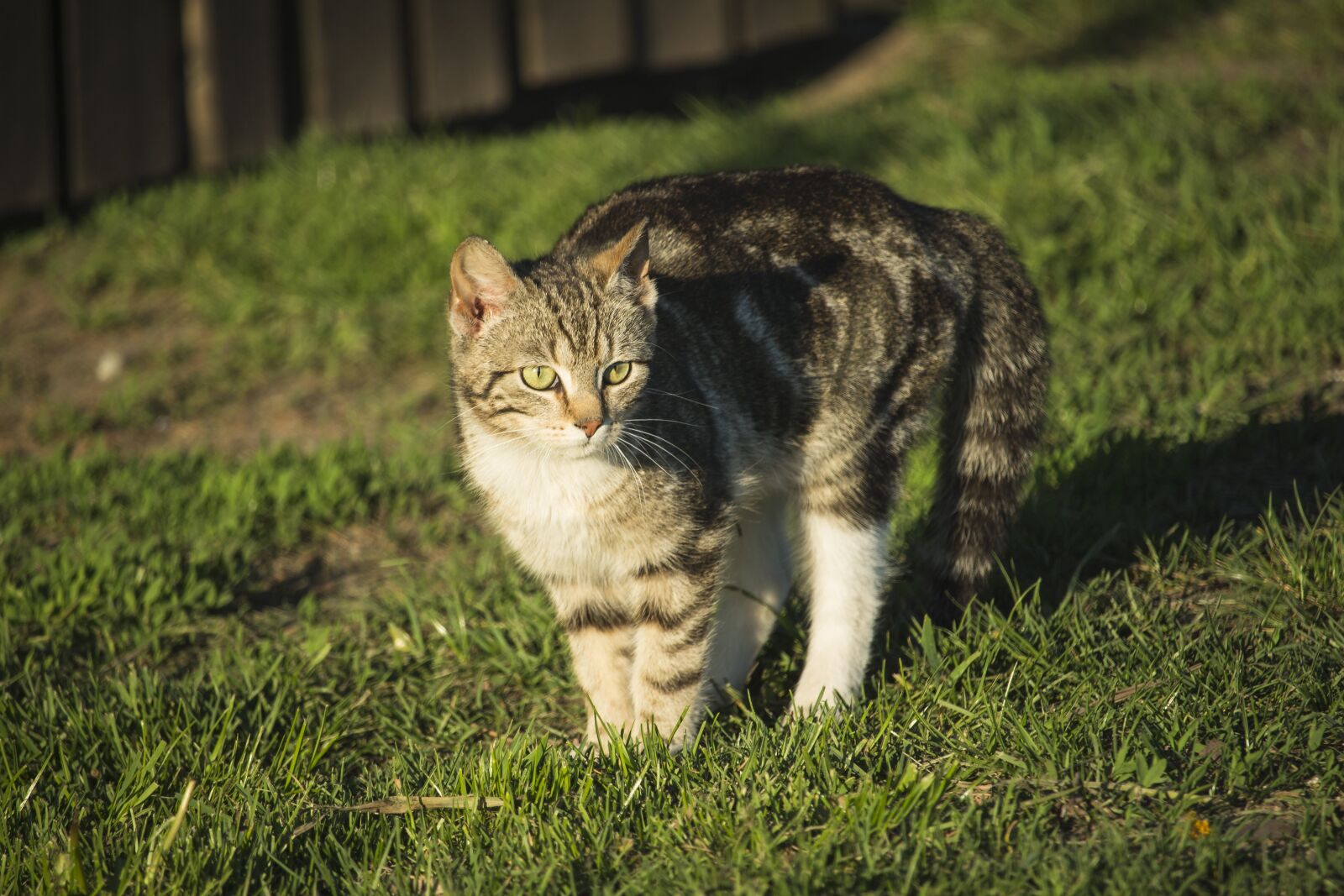 Canon EF-S 55-250mm F4-5.6 IS STM sample photo. Cat, dachowiec, tomcat photography