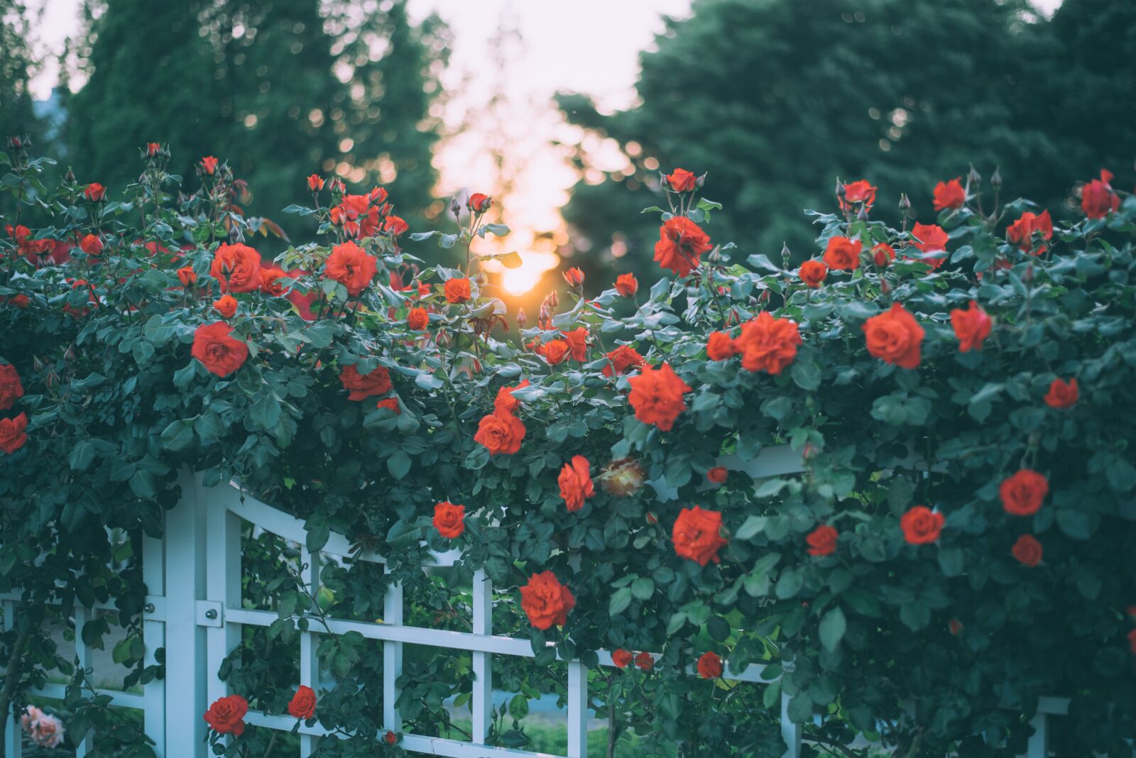 Nikon D750 sample photo. Rose, flower, beauty photography