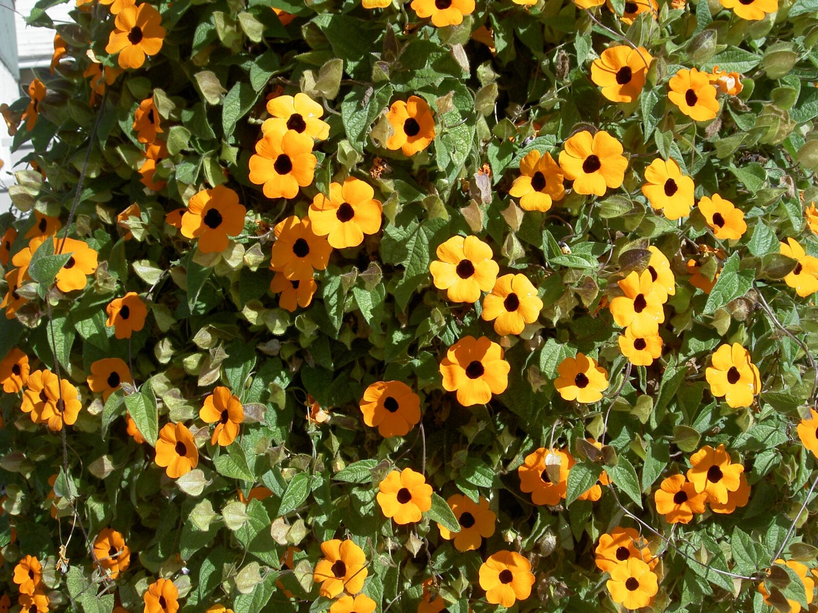 KONICA MINOLTA DiMAGE G500 sample photo. Flowers, many, pretty photography