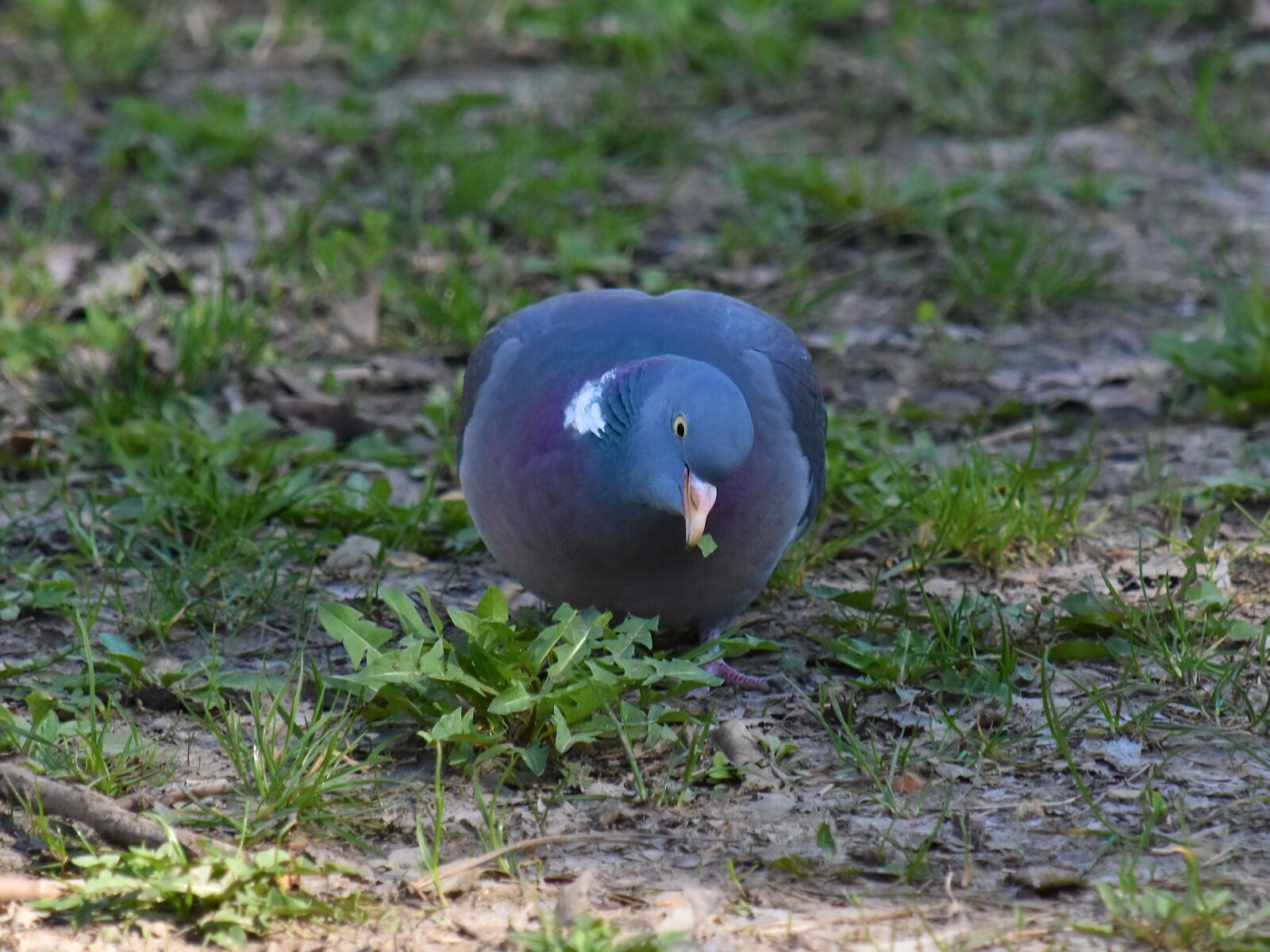 Nikon D5500 sample photo. Eating, grass plants, pigeon photography