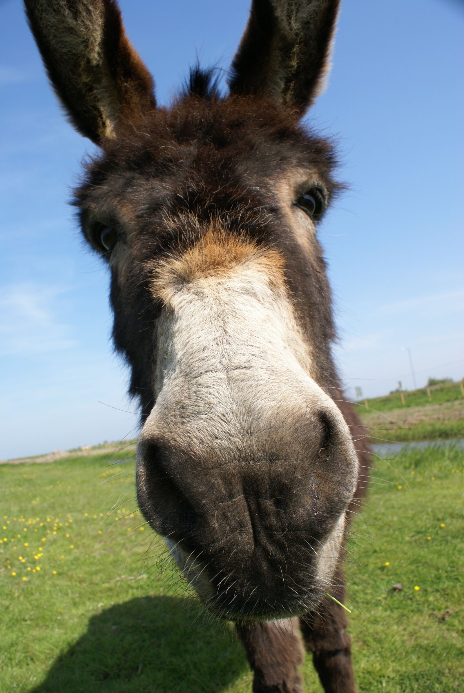 Sony Alpha DSLR-A100 sample photo. Donkey, closeup, face photography