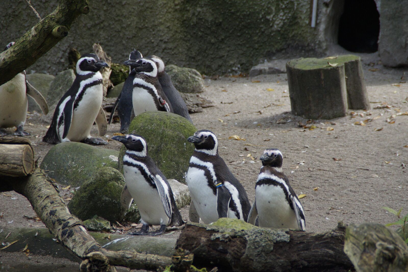 Sony SLT-A58 sample photo. Penguins, zoo, enclosure photography