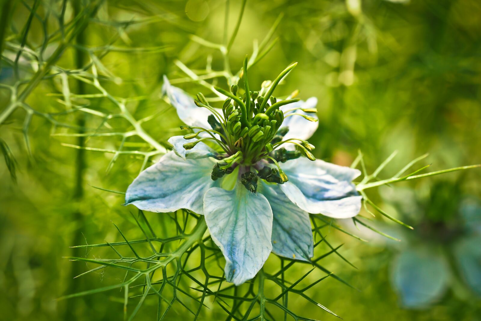 Olympus OM-D E-M10 sample photo. Nigella, buttercup, flower photography