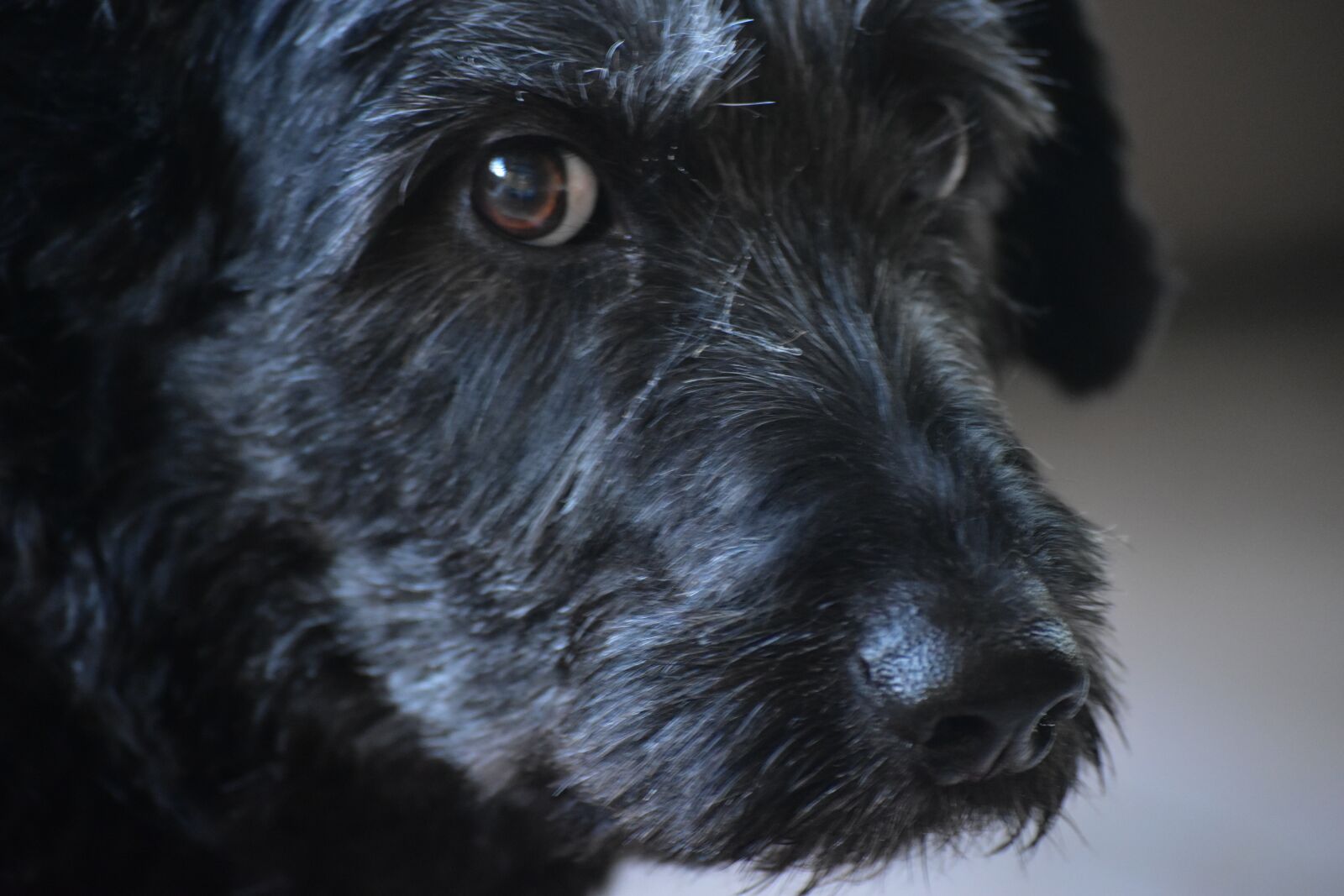 Nikon D5500 sample photo. Dog, pet photography