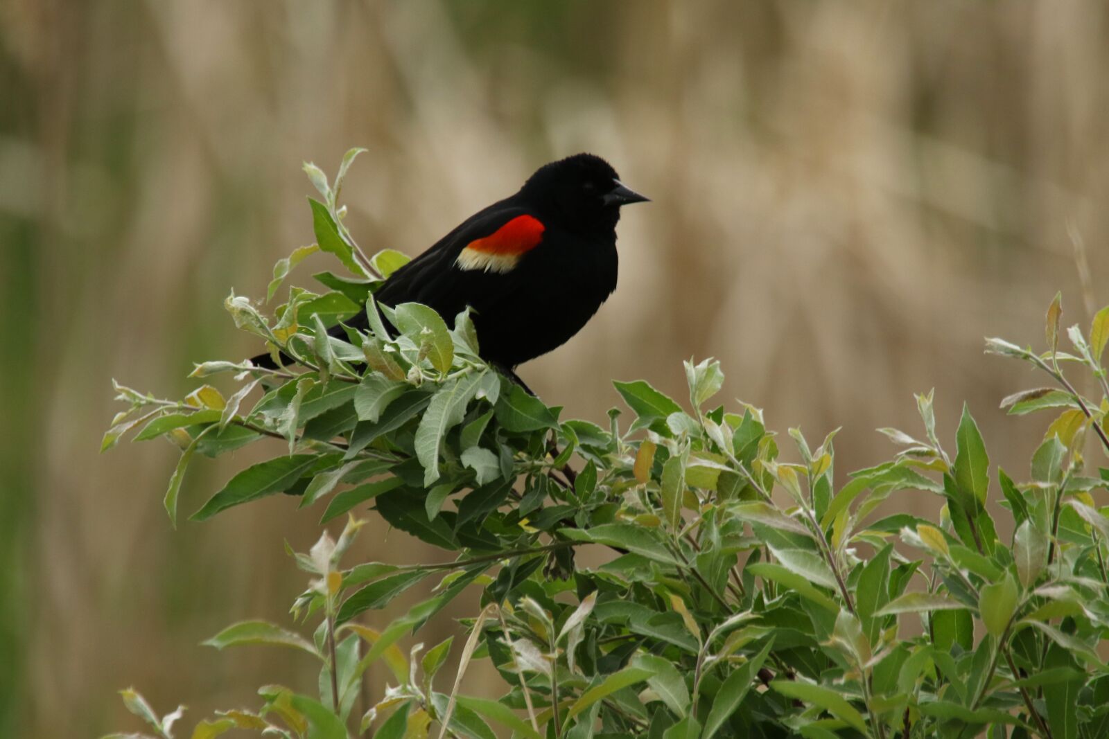 Canon EF 100-400mm F4.5-5.6L IS USM sample photo. Bird, red winged black photography