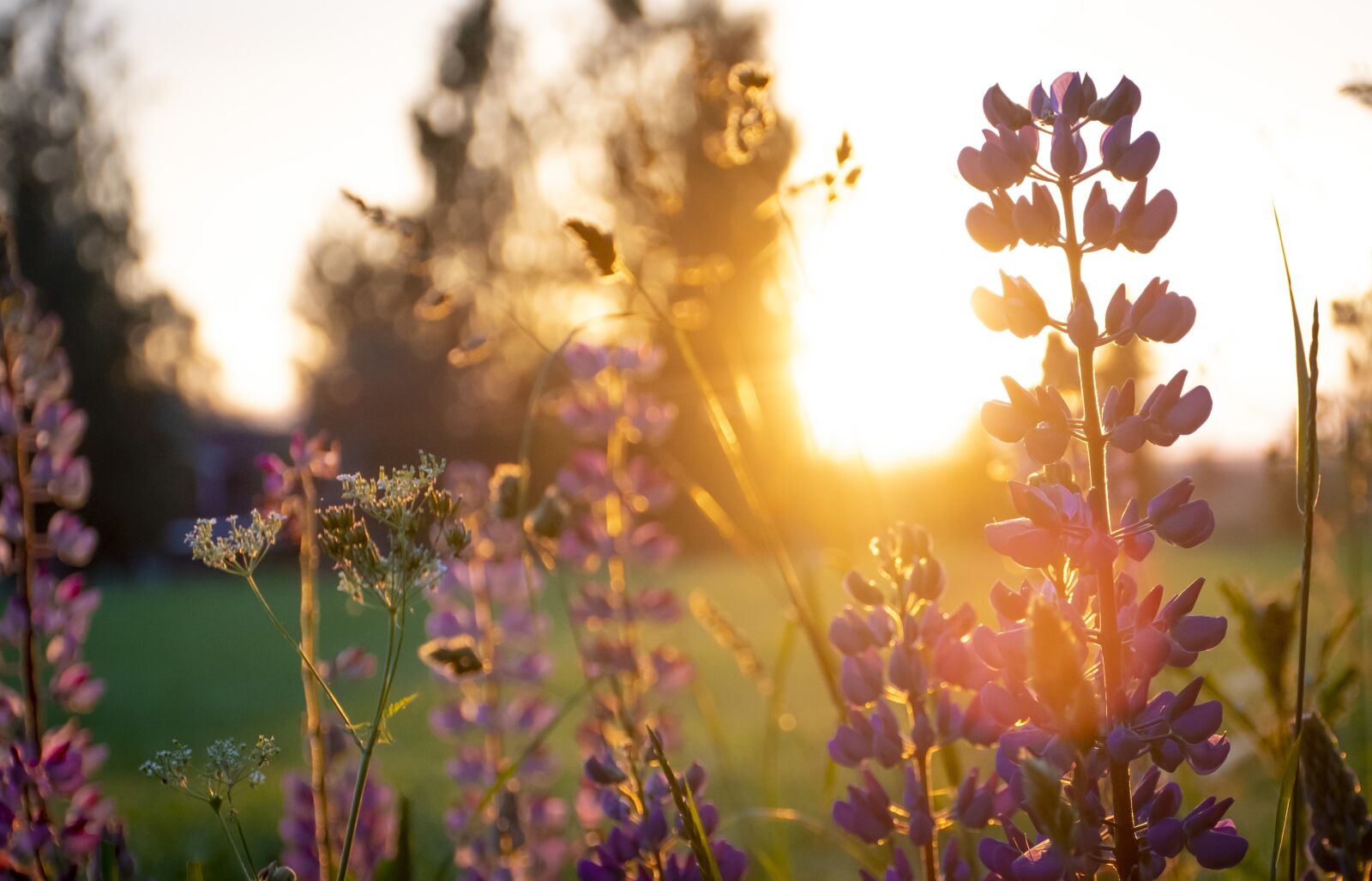 Nikon D7500 sample photo. Sunset, himmel, twilight photography