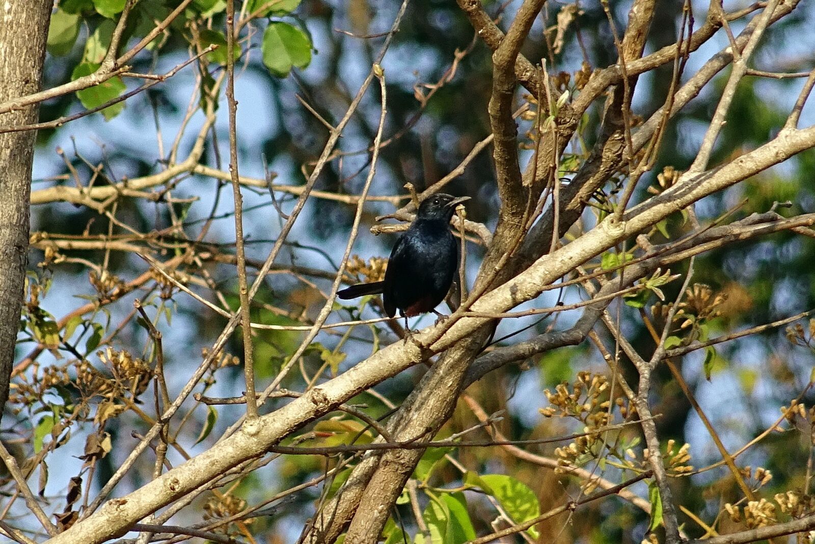 Sony DSC-HX60V sample photo. Bird, robin, indian robin photography