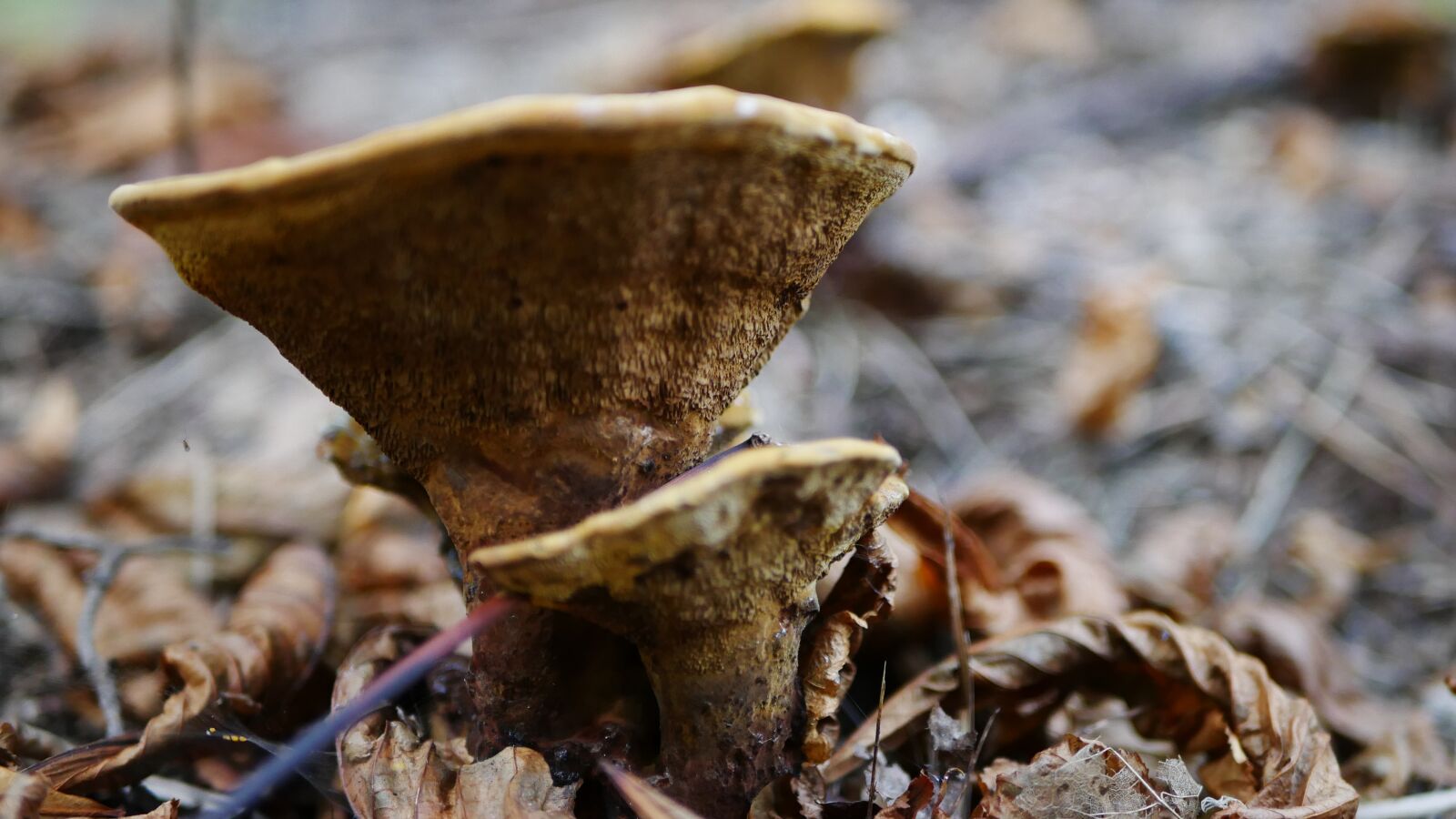 Panasonic Lumix DMC-G7 sample photo. Forest, wild, nature photography