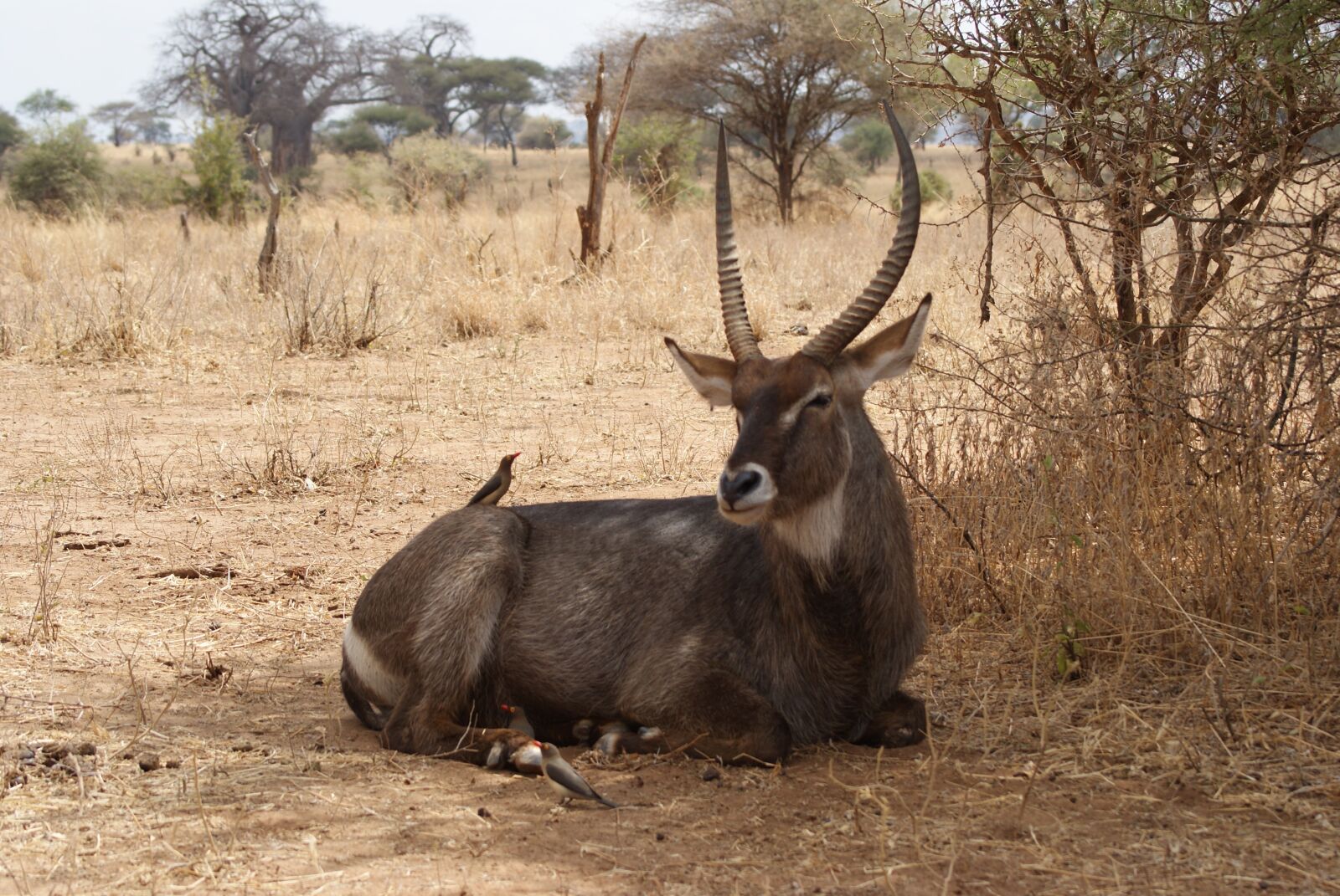 Sony Alpha DSLR-A230 sample photo. Animal, africa, wild photography