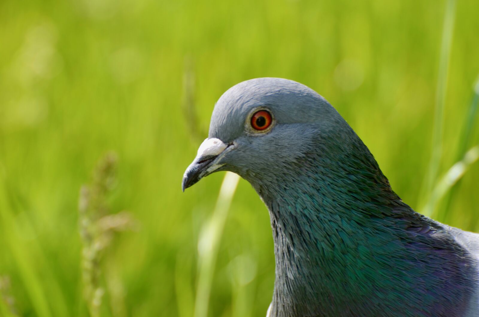 Nikon D5100 sample photo. Dove, bird, animal photography