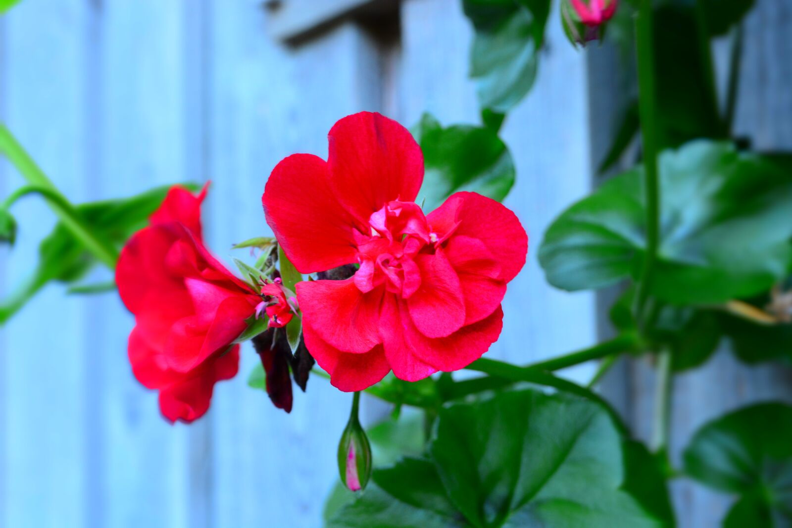 Nikon D5200 sample photo. Red flower, plant, nature photography