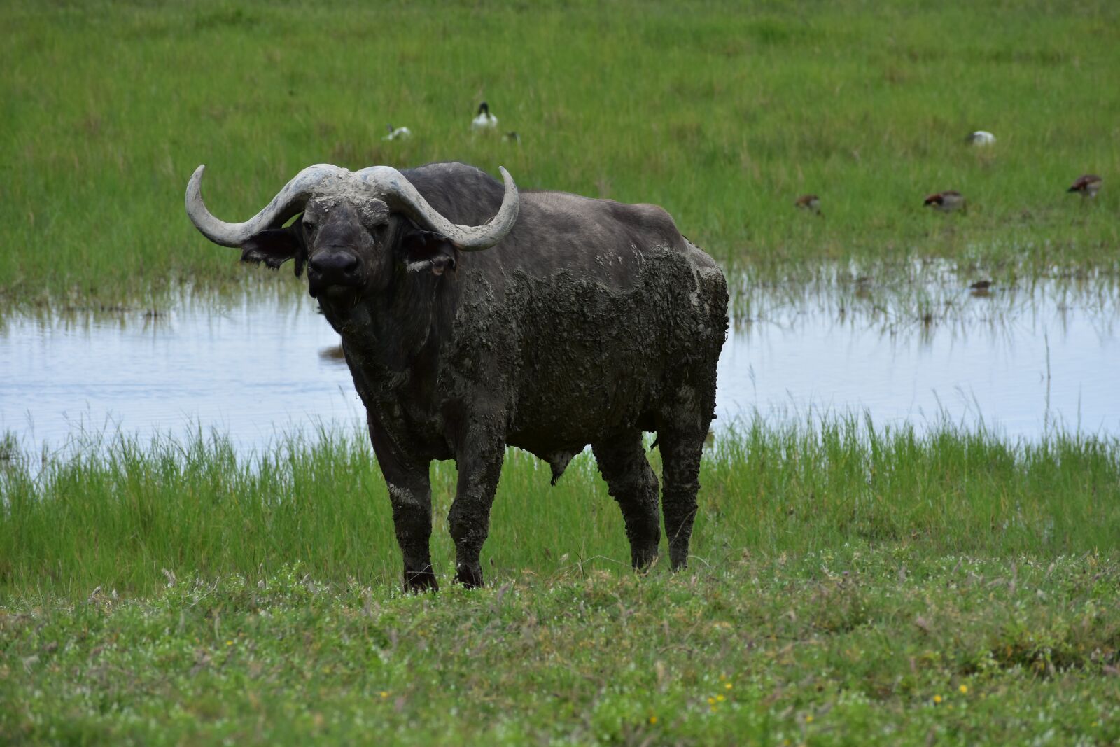 Nikon D7200 sample photo. Africa, animals, buffalo photography
