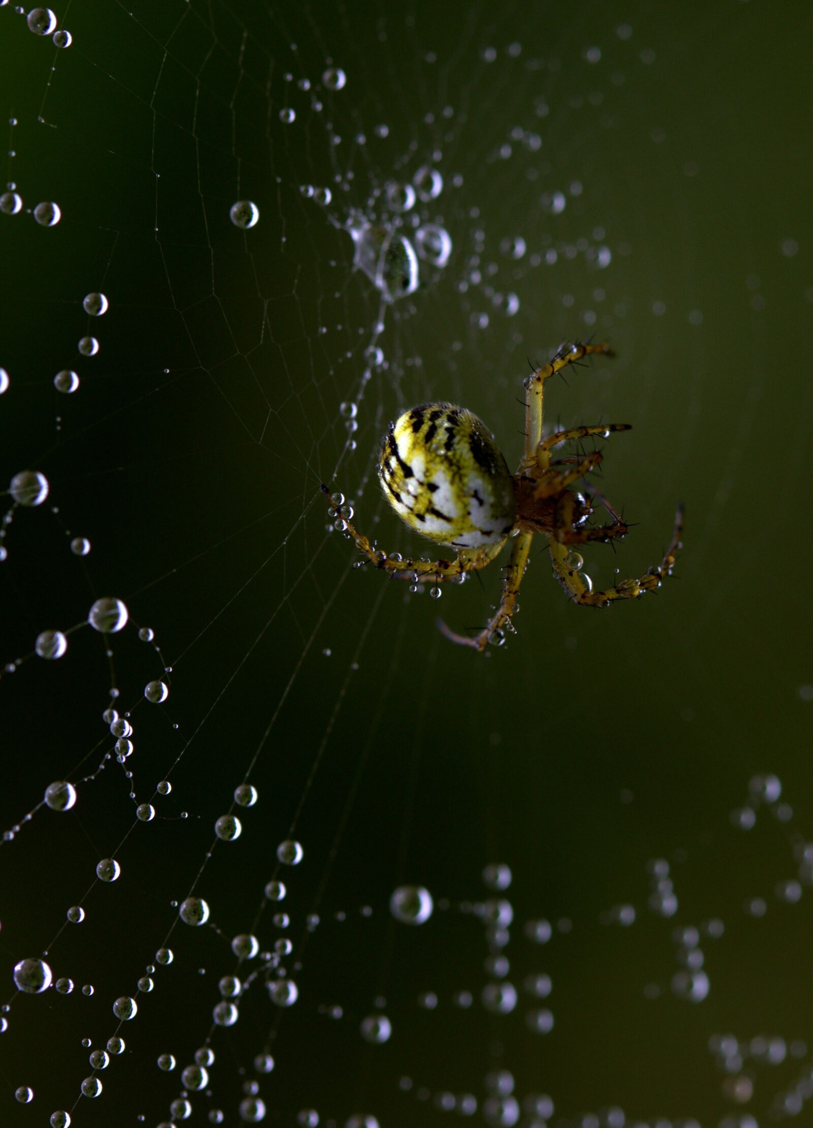 Canon EF-S 60mm F2.8 Macro USM sample photo. Spider, spider web, hooked photography