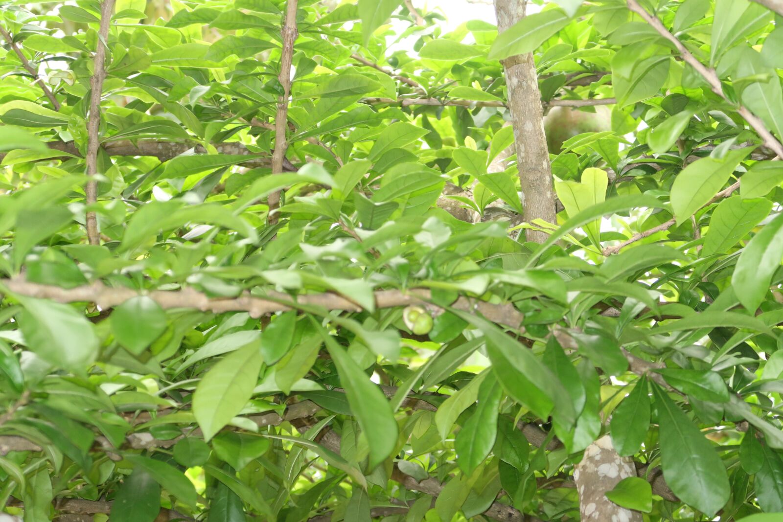 Canon PowerShot G7 X Mark II sample photo. The trees shed their photography