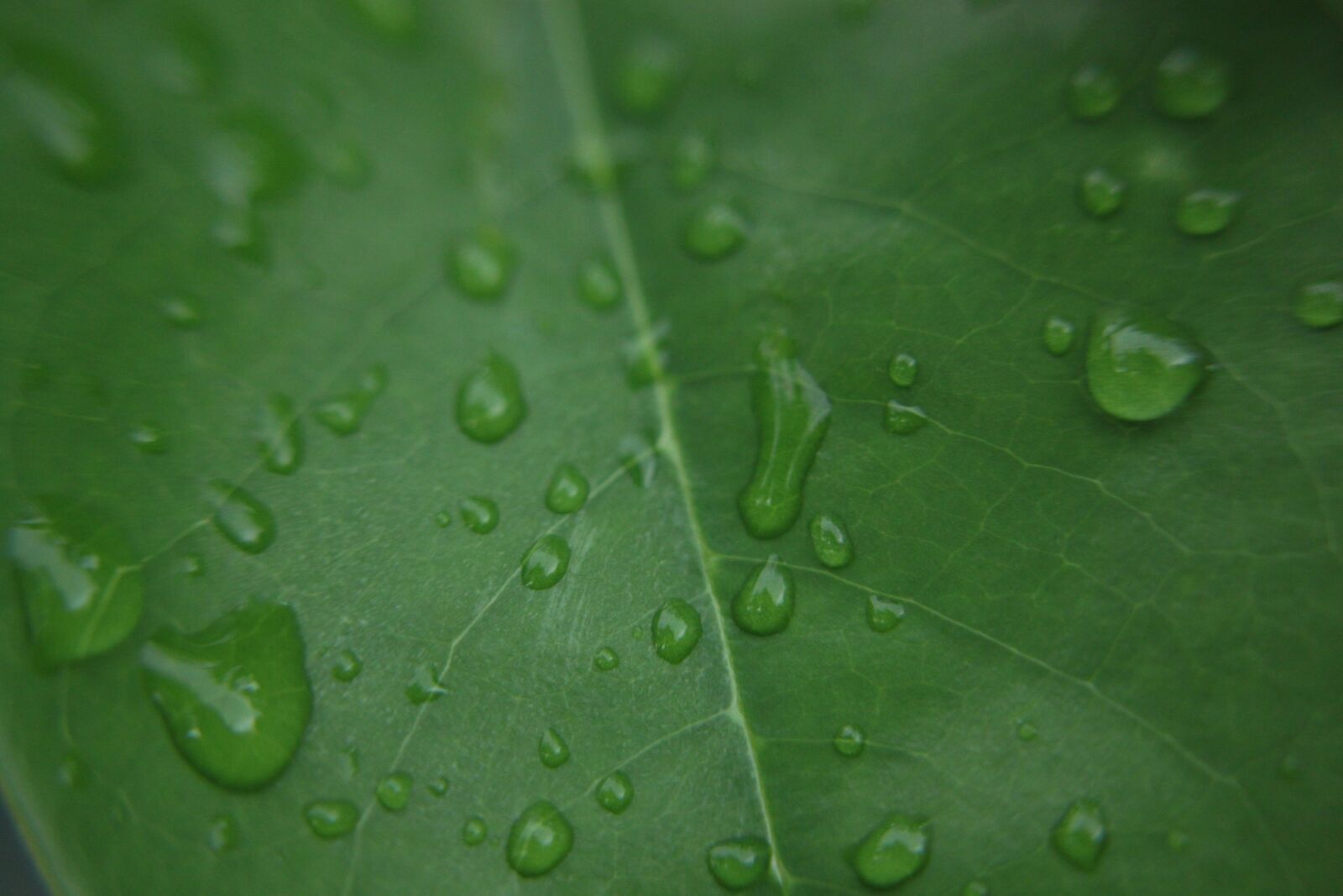 Canon EOS 500D (EOS Rebel T1i / EOS Kiss X3) sample photo. Green leaf, thanksgiving background photography