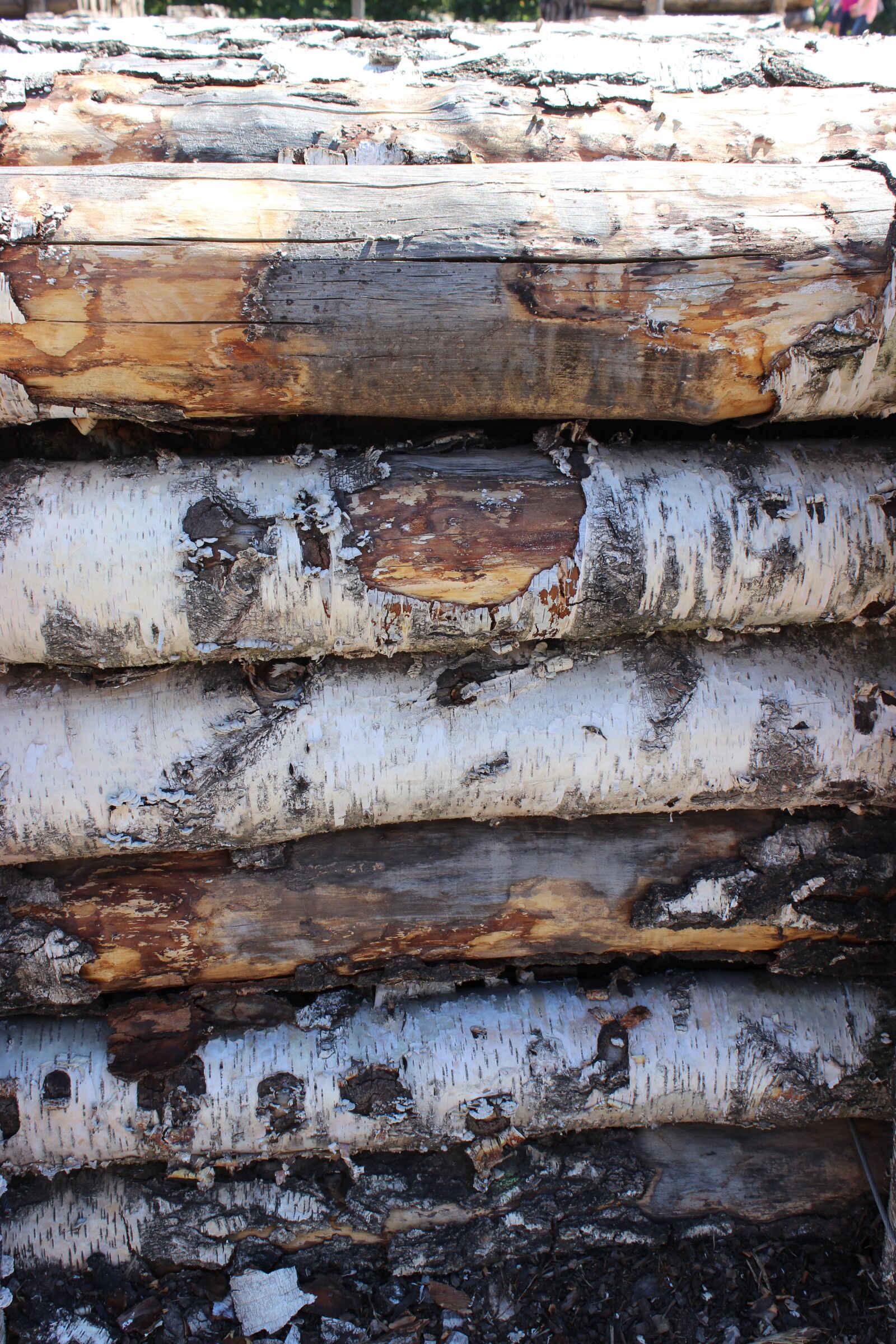 Canon EOS 600D (Rebel EOS T3i / EOS Kiss X5) sample photo. Wood, wood trunks, log photography