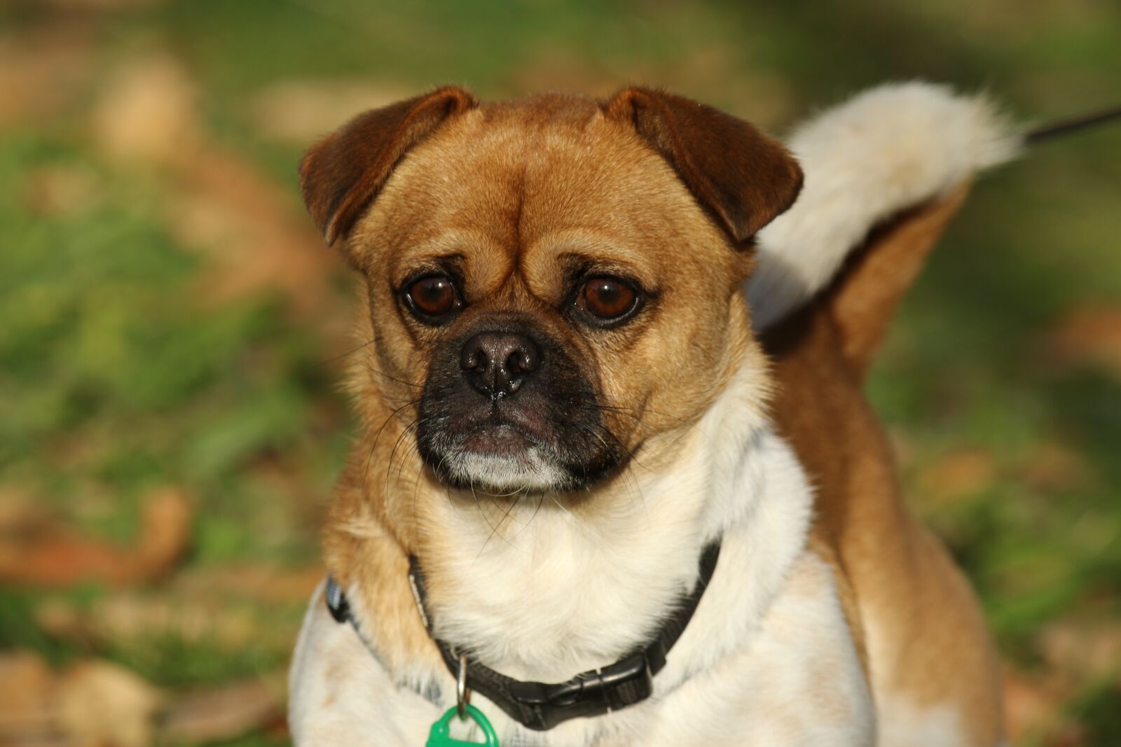 Canon EOS 7D Mark II sample photo. Animal, dog, face photography