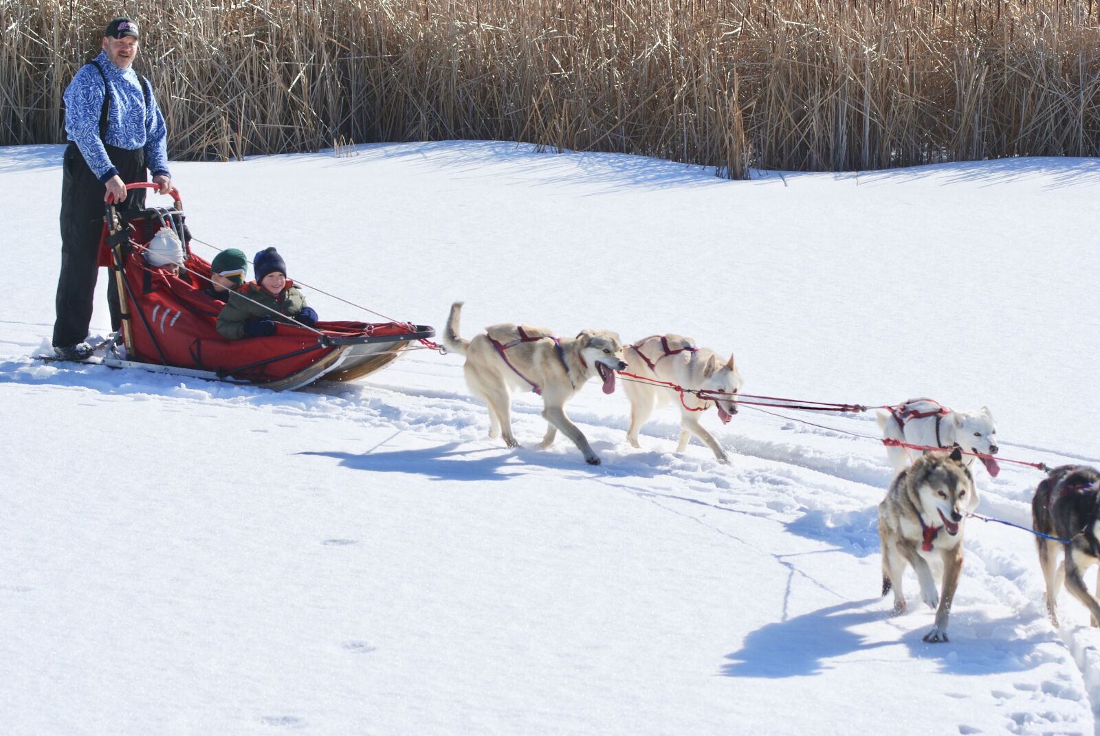 Sony Alpha DSLR-A300 sample photo. Ecotourism, dogsled, dog photography