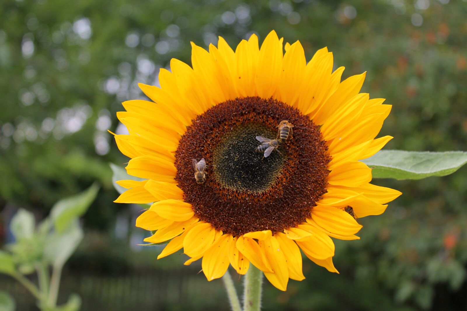 Canon EF-S 18-55mm F3.5-5.6 III sample photo. Sunflower, bee, flower photography