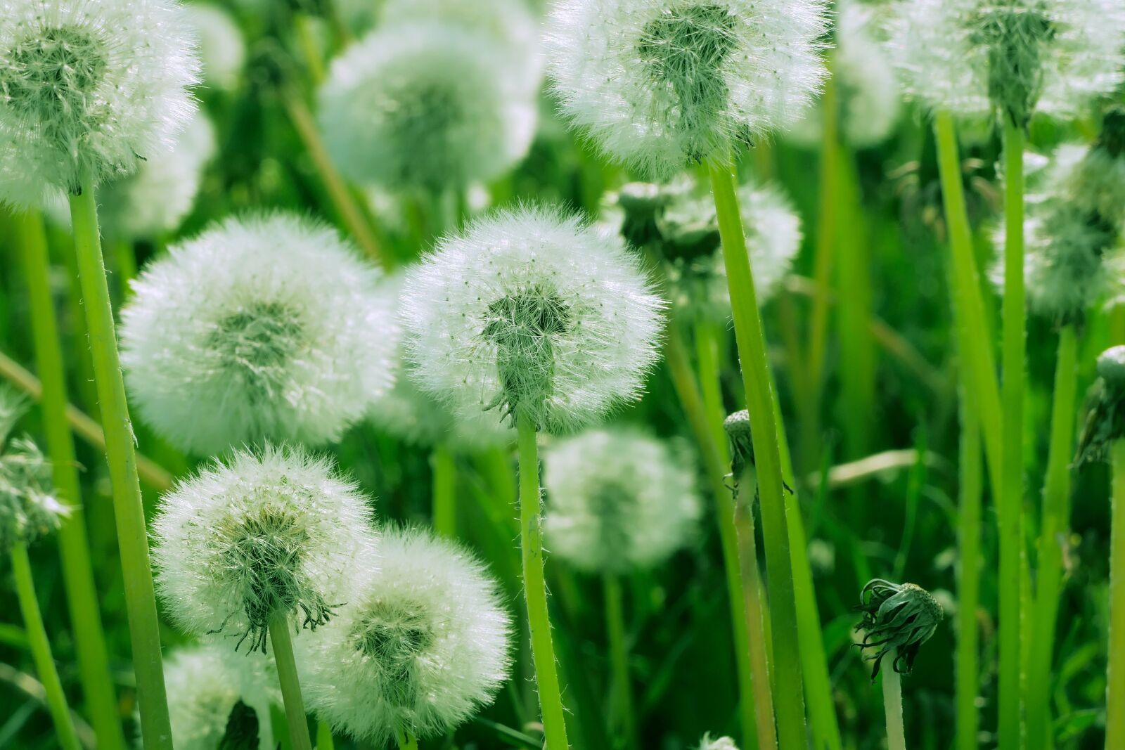 Panasonic Lumix DMC-FZ2500 (Lumix DMC-FZ2000) sample photo. Nature, green, dandelion photography