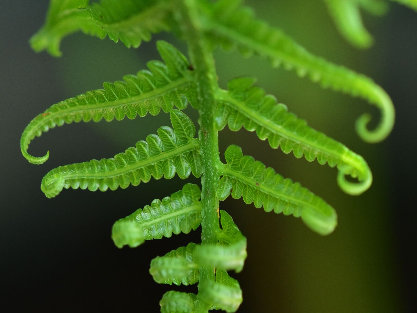 Nikon D3400 sample photo. Fern, frond, foliage photography