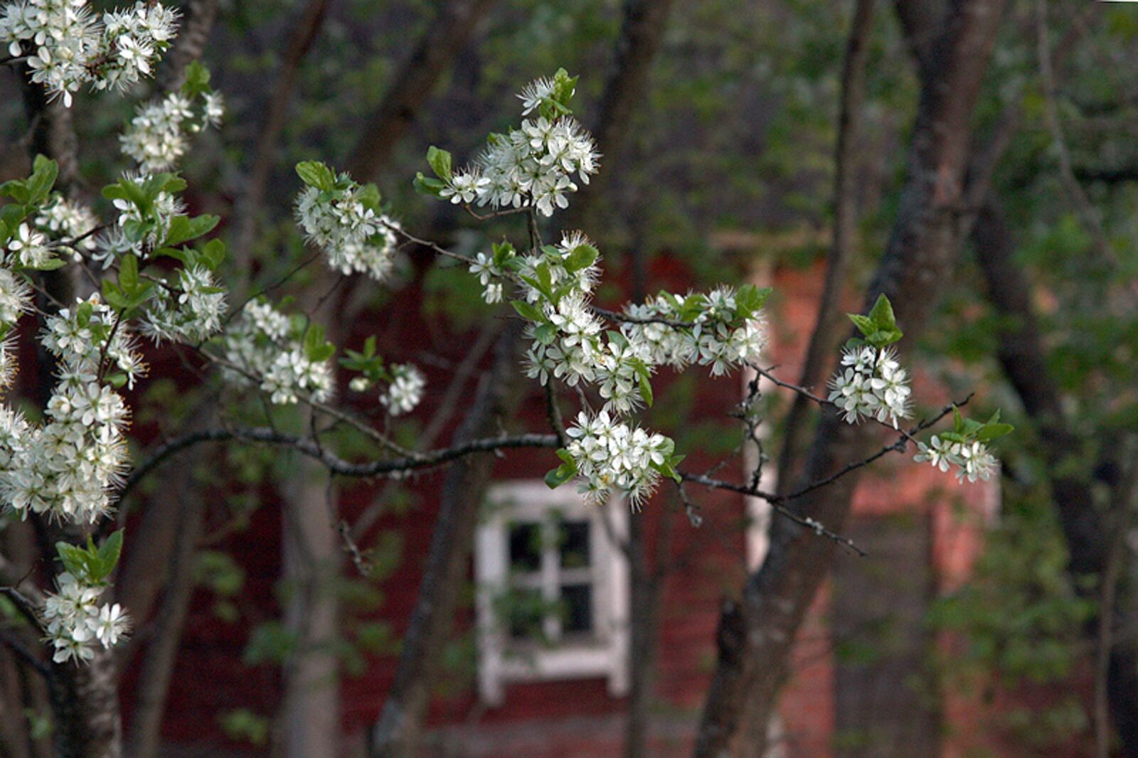 Canon EOS 450D (EOS Rebel XSi / EOS Kiss X2) sample photo. Summer, cottage, window photography