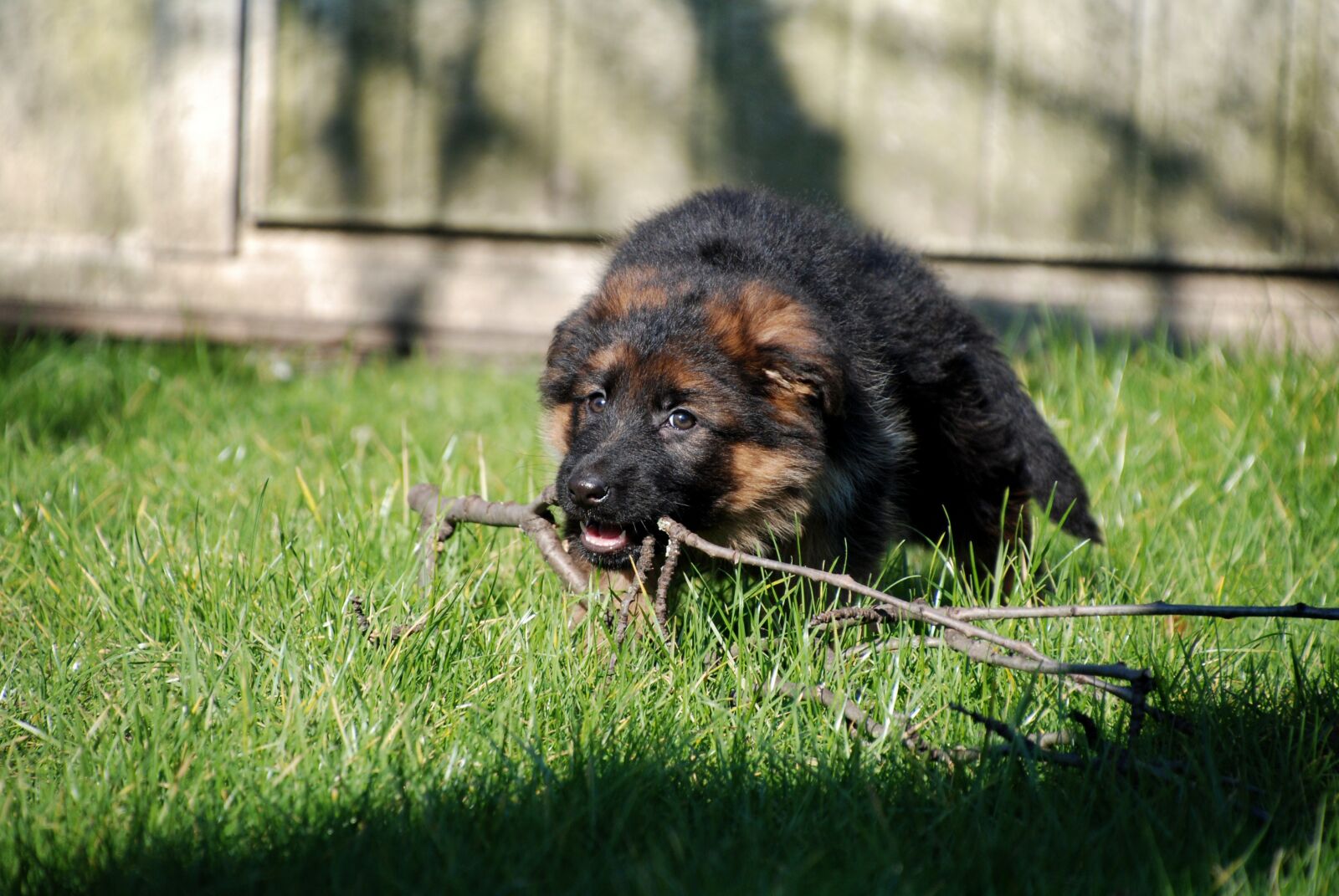 Nikon D80 sample photo. Dog, sch fer dog photography