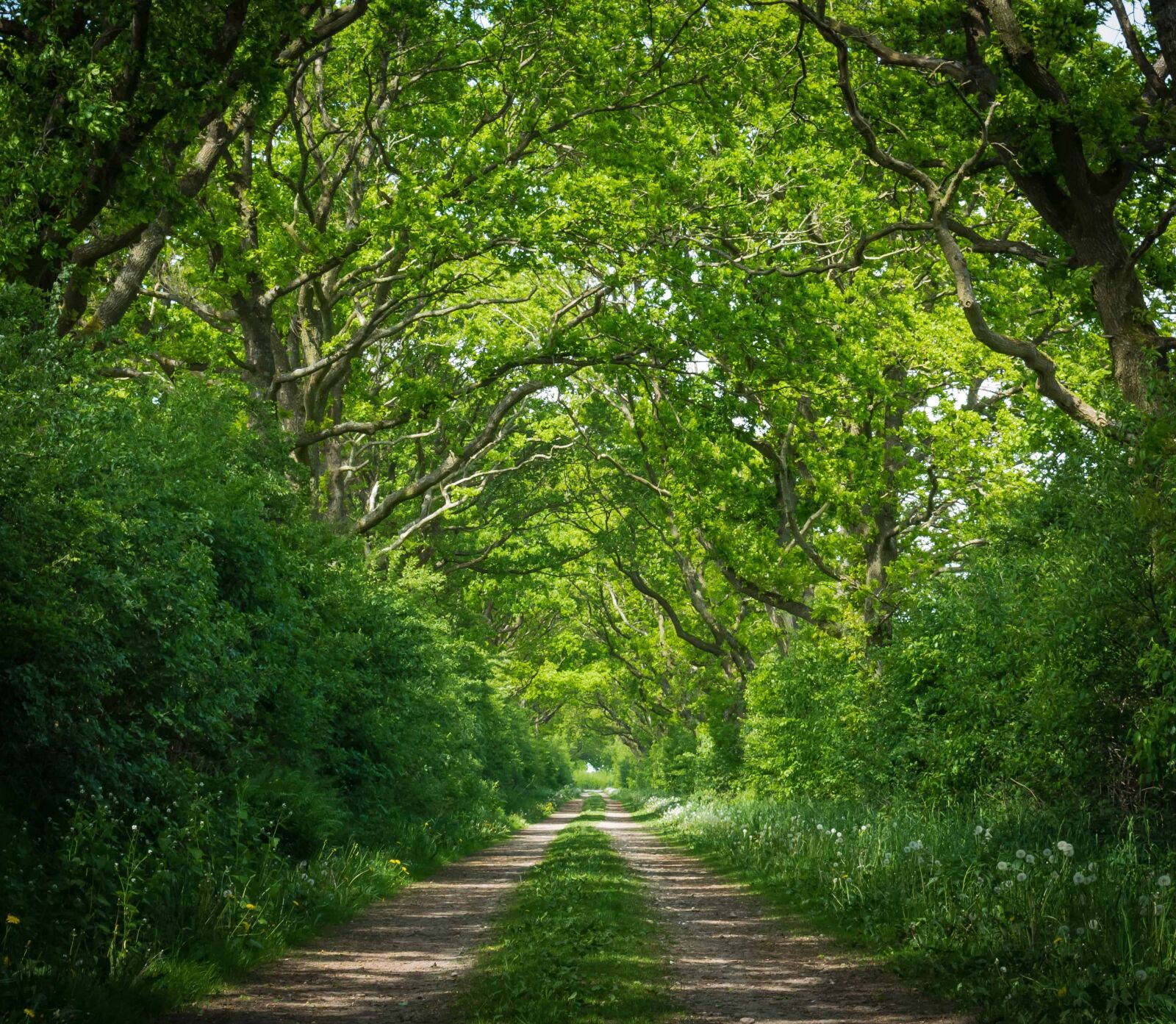 Nikon D3300 sample photo. Road, tree, nature, wood photography