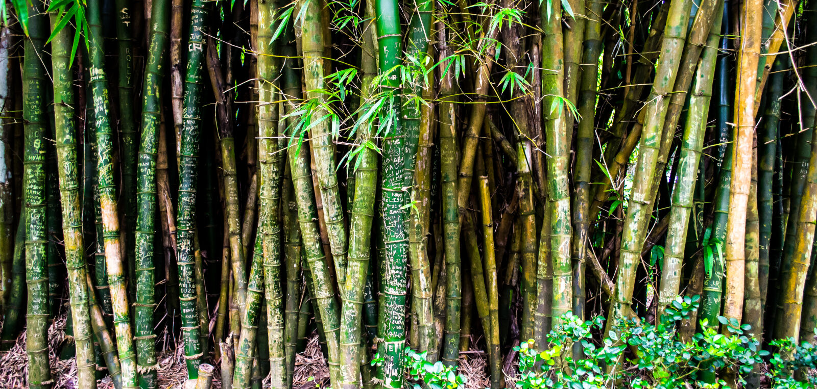 Nikon D3100 sample photo. Nature, bamboo, hawaii photography