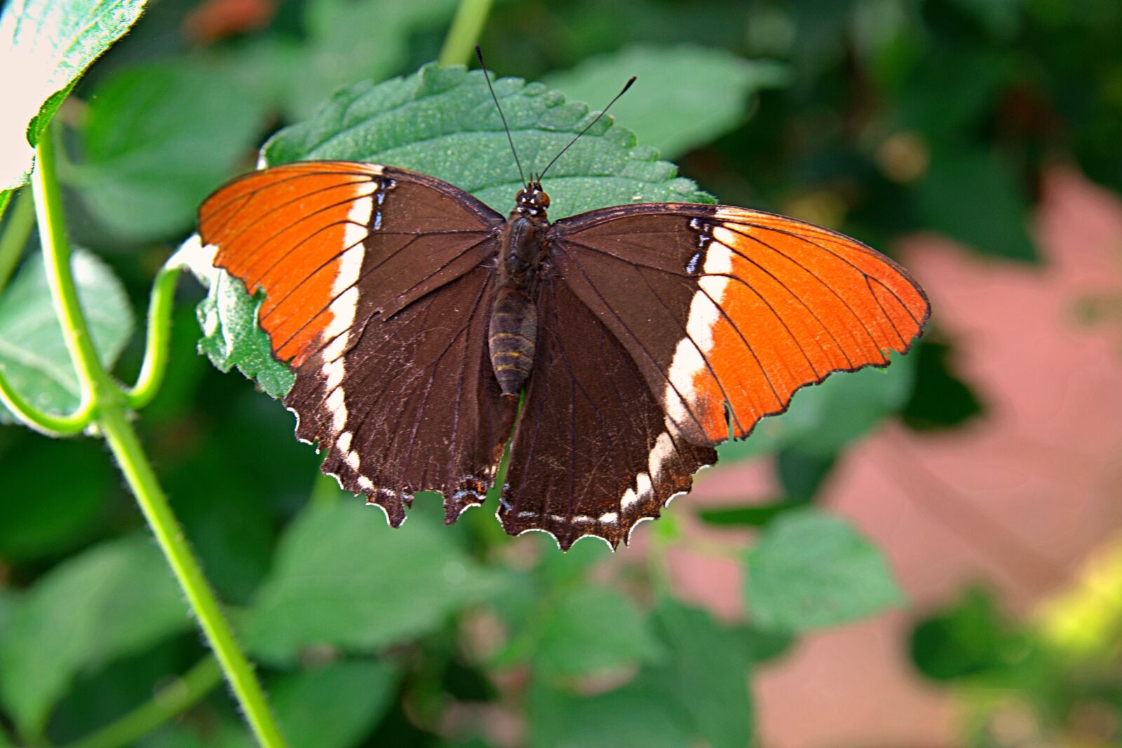 Nikon D3400 sample photo. Rusty-tipped page butterfly, wings photography