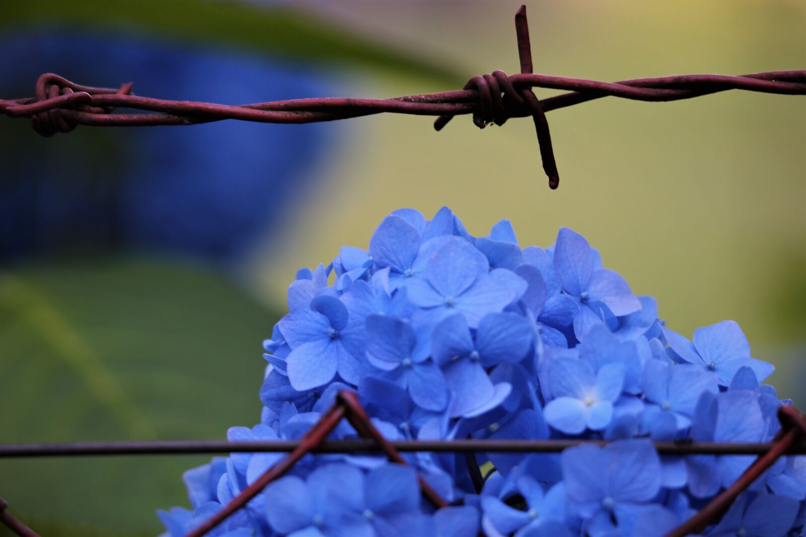 Canon EF 70-300 F4-5.6 IS II USM sample photo. Blue hydrangea, fence, blooming photography