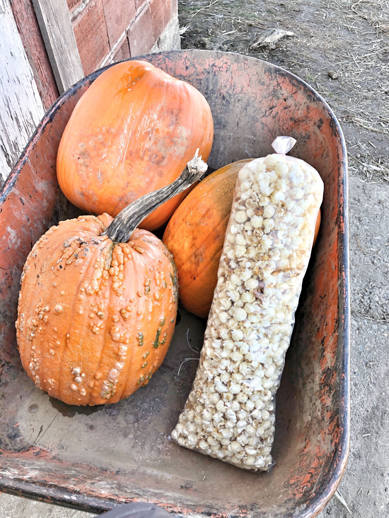 iPhone 8 Plus back dual camera 3.99mm f/1.8 sample photo. Fall, pumpkin, halloween photography