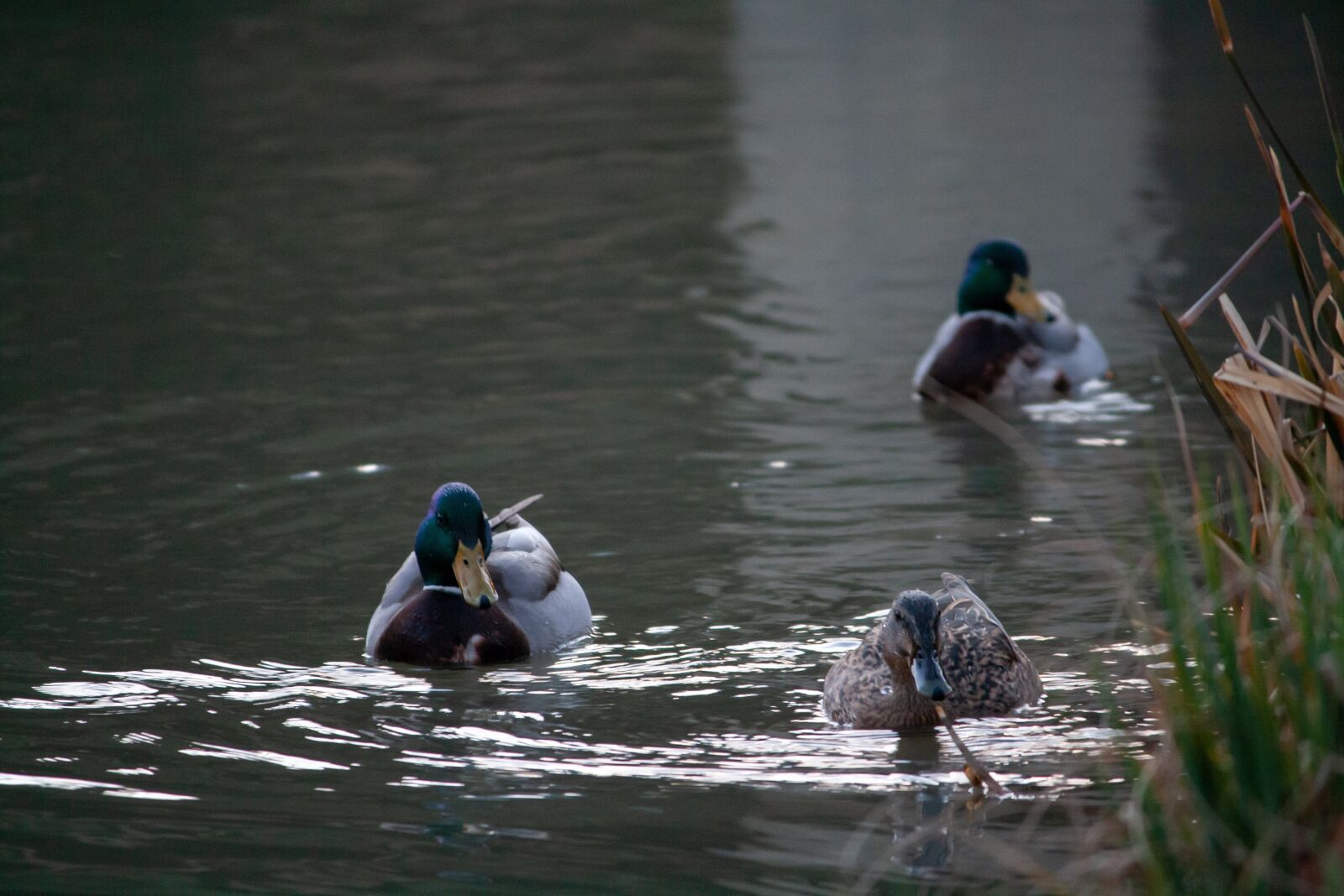 Canon EOS 400D (EOS Digital Rebel XTi / EOS Kiss Digital X) sample photo. Bird, water, duck photography