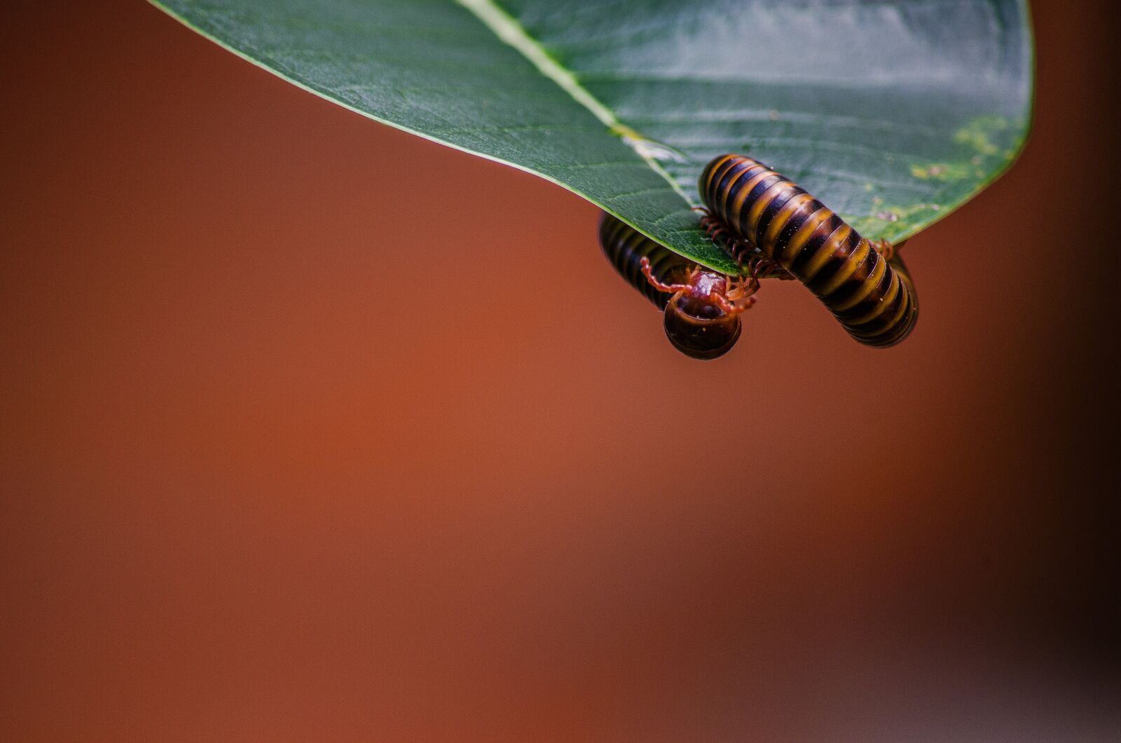 Nikon D7000 sample photo. Worm, insect, nature photography