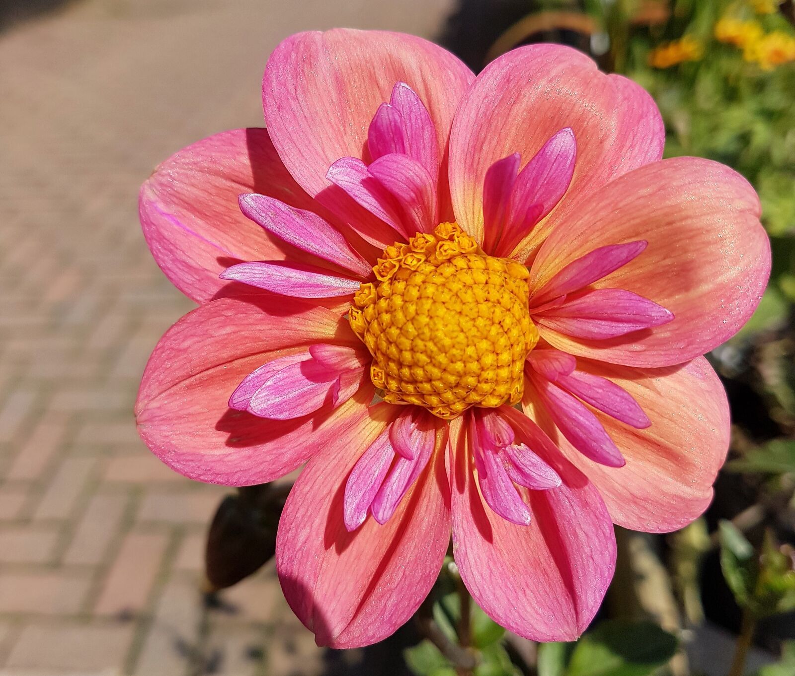 Samsung Galaxy S7 Edge sample photo. Flower, bloom, summer photography