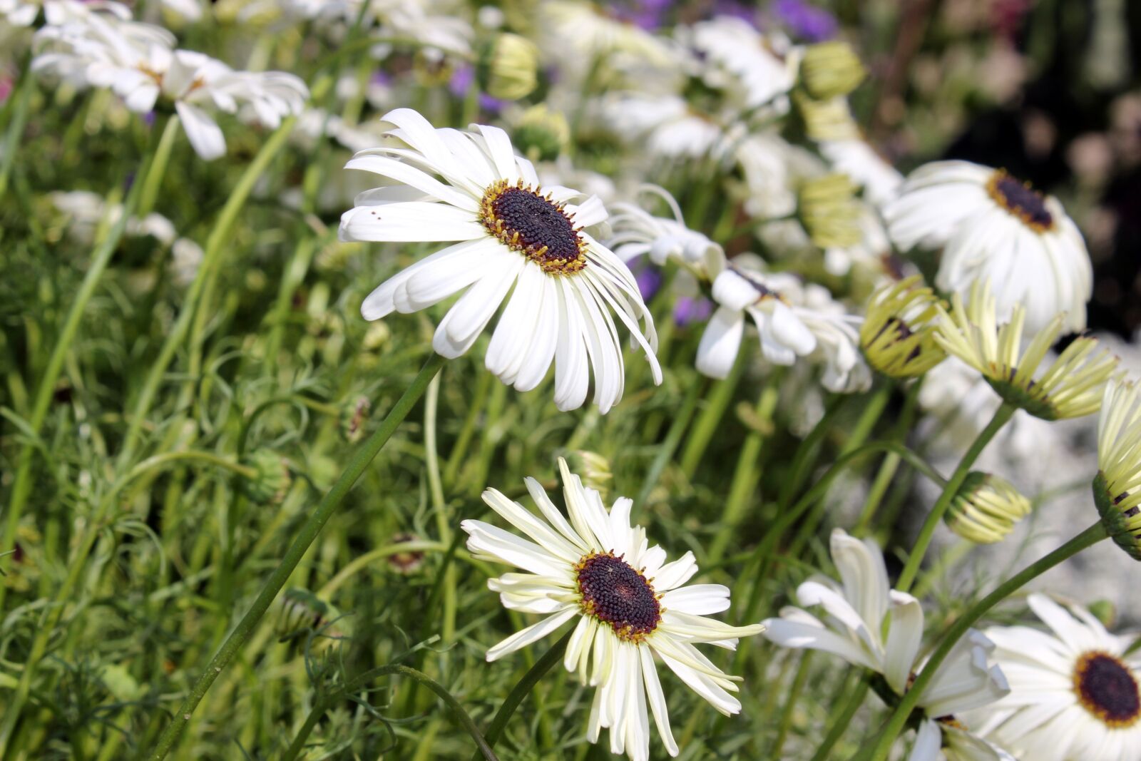 Canon EOS 700D (EOS Rebel T5i / EOS Kiss X7i) sample photo. Nature, beauty, flowers photography