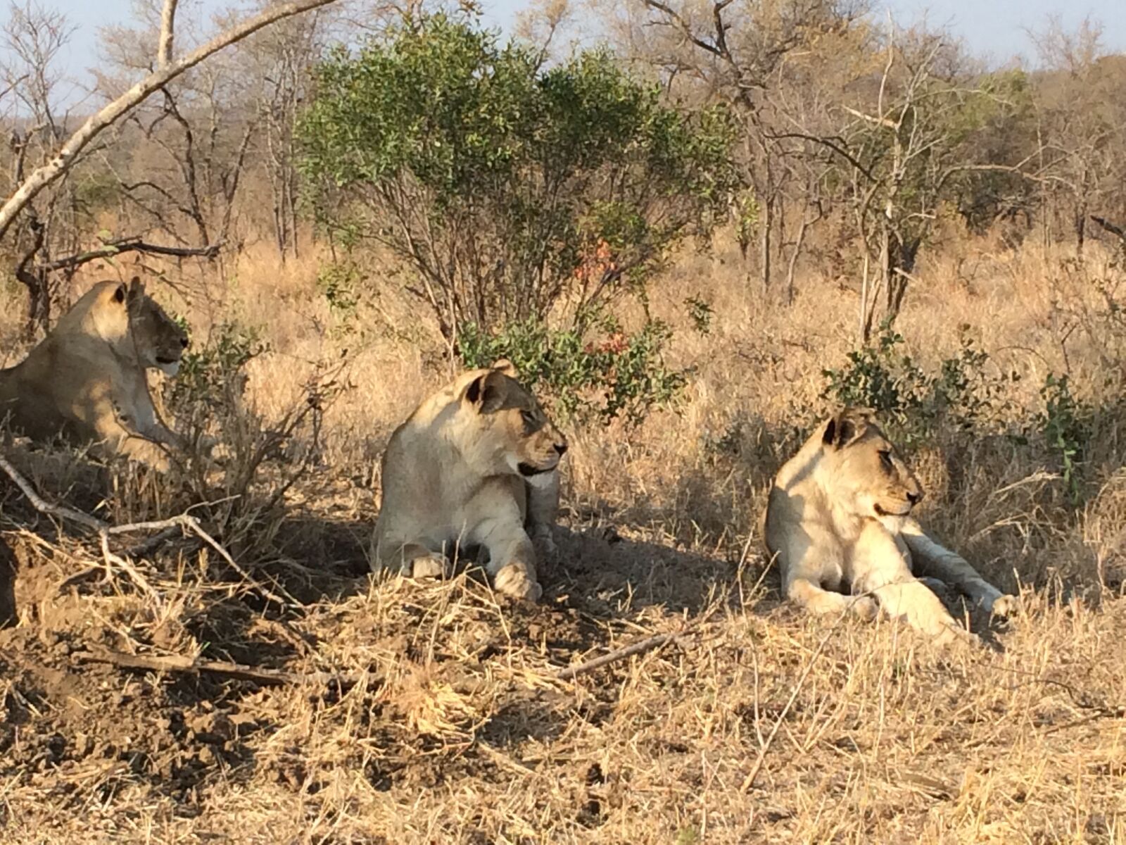 iPhone 5s back camera 4.12mm f/2.2 sample photo. Lions, africa, nature photography
