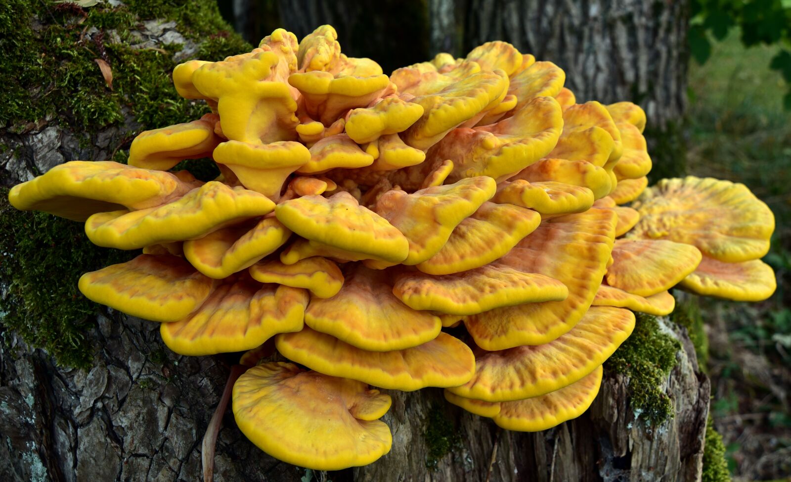 Nikon D750 sample photo. Sulphur ovinus, tree fungus photography
