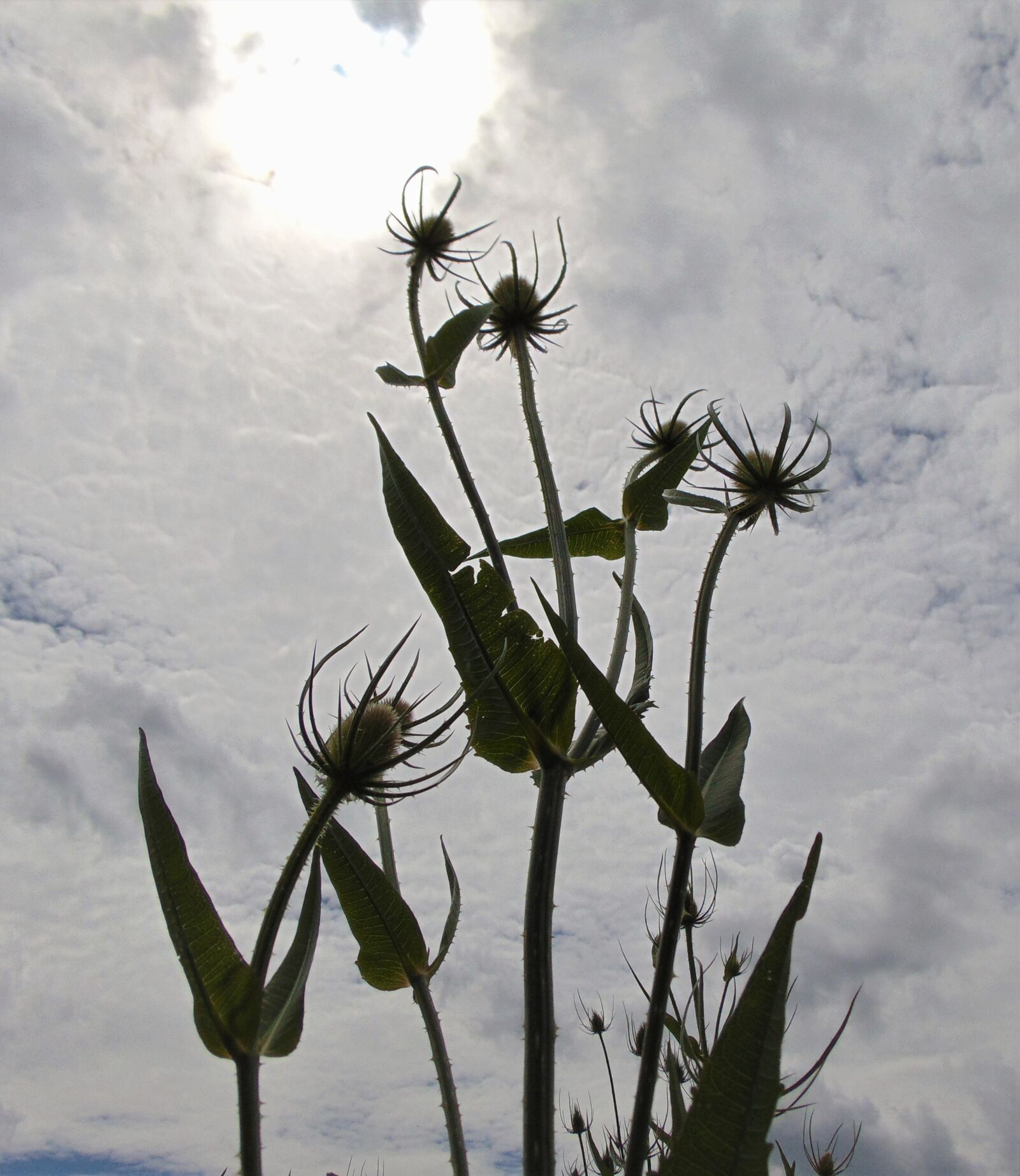 Sony Cyber-shot DSC-H300 sample photo. Teasel, spiky, teazel photography