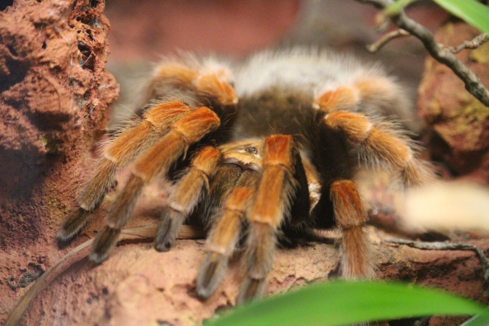 Canon EOS 100D (EOS Rebel SL1 / EOS Kiss X7) sample photo. Spider, animal, zoo photography